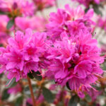 Azalea Japonica - Amoena