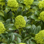 Skimmia - White Globe