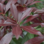 Pieris - Moutain Fire