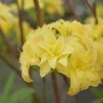 Azalea Knaphill - Yellow Pom Pom