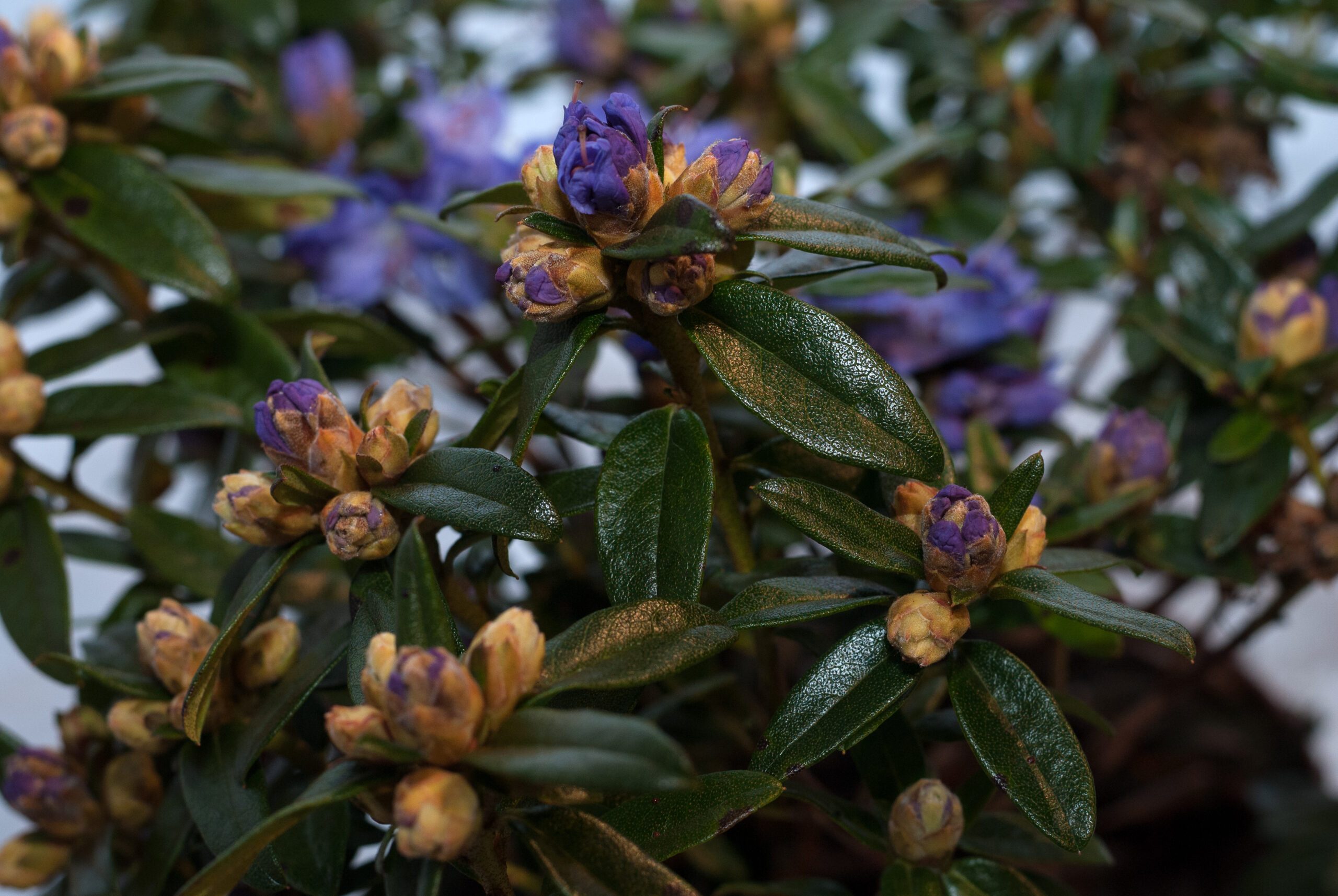 Rhododendron Repens - Gristede