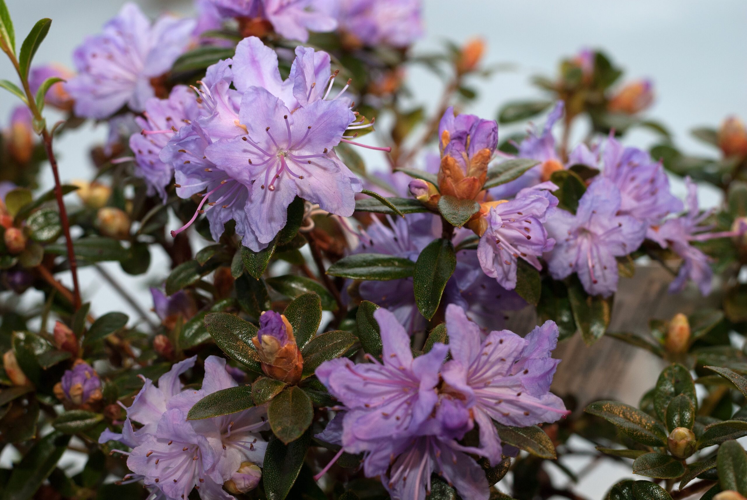 Rhododendron Repens - Moerheim