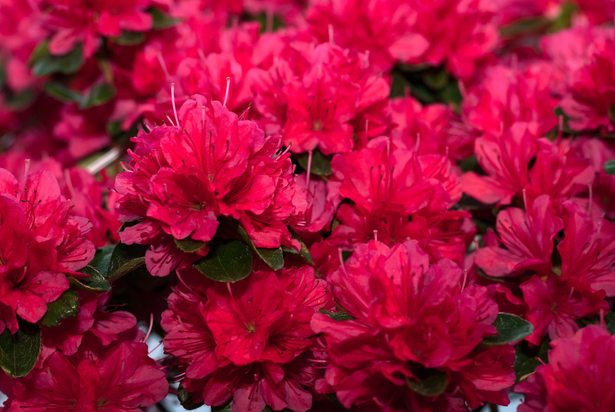 Azalea Japonica - Hino-Crimson