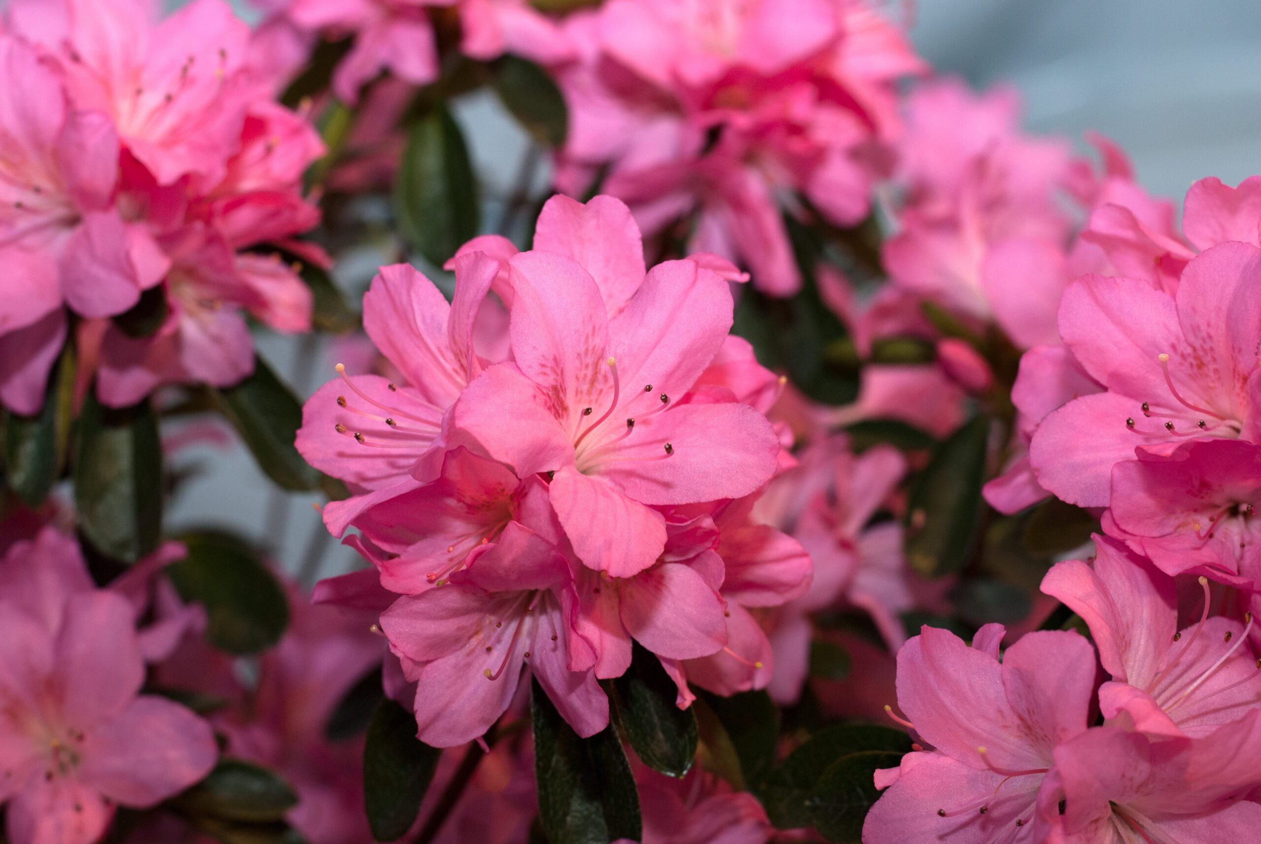 Azalea Japonica - Gilbert Mullie