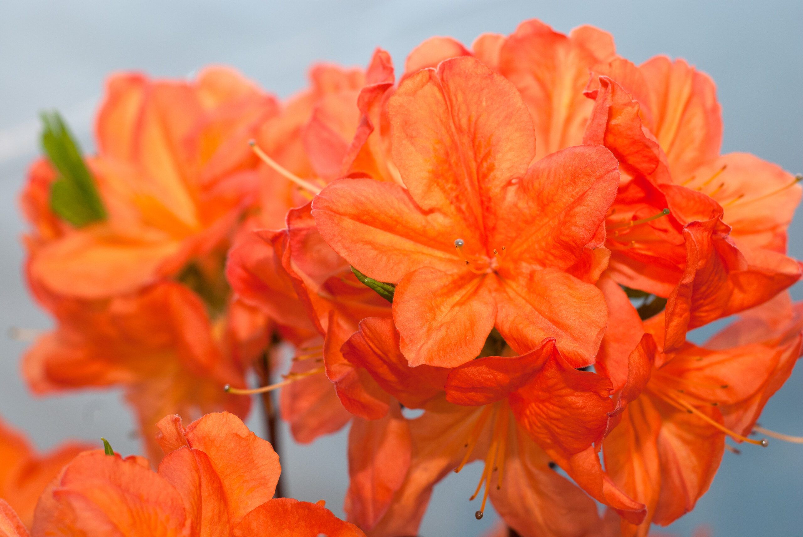 Azalea Knaphill - Koster Brilliant Red