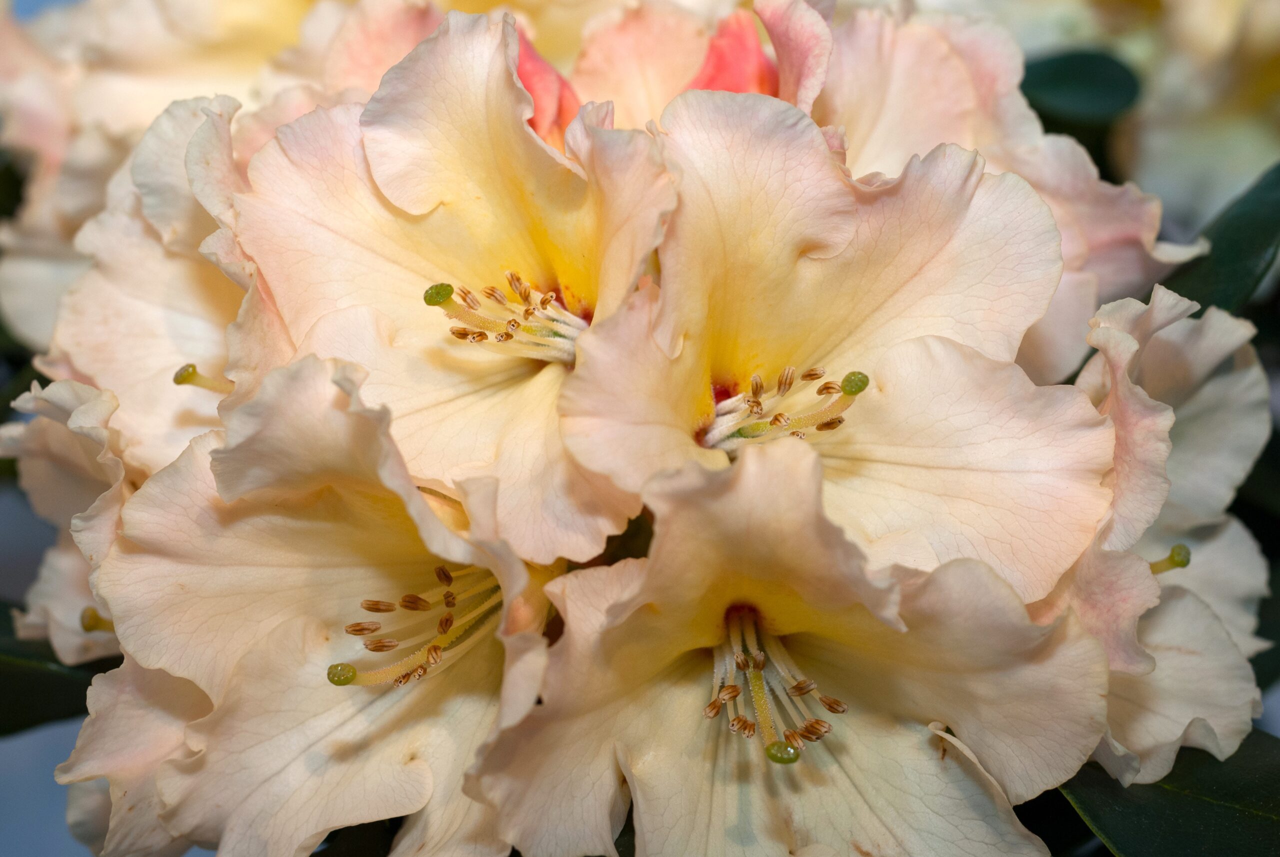 Rhododendron Hybride - Horizon Monarch