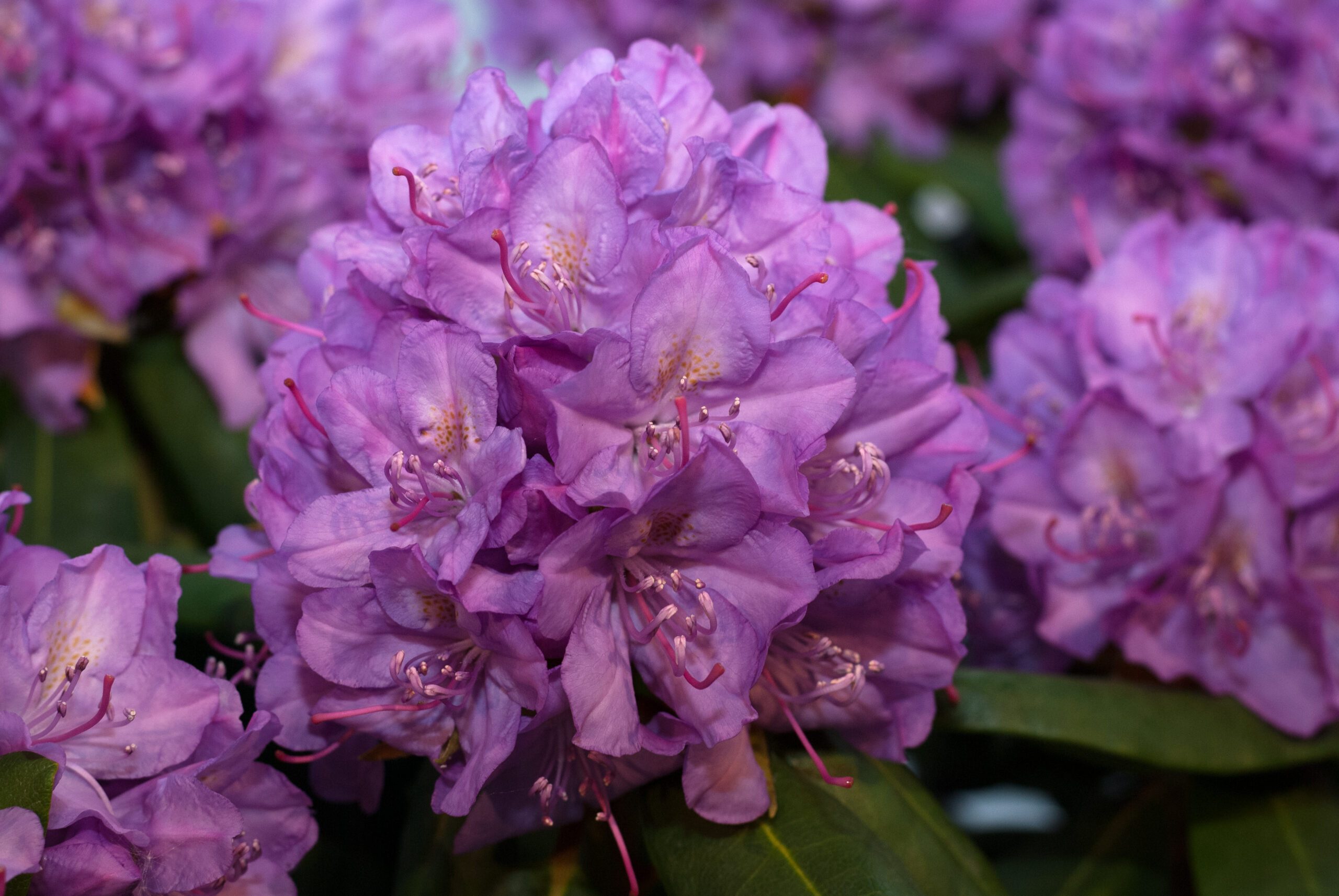 Rhododendron Hybride - Roseum Elegance