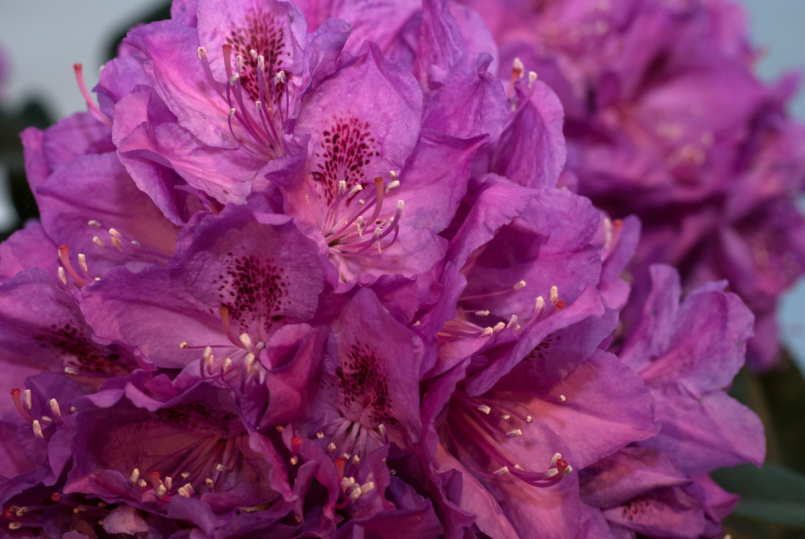 Rhododendron Hybride - Anna Kruscke