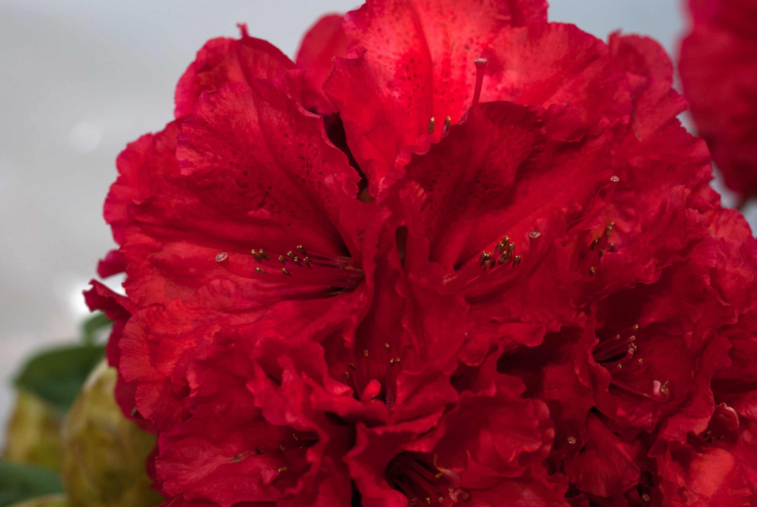 Rhododendron Hybride - Red Jack