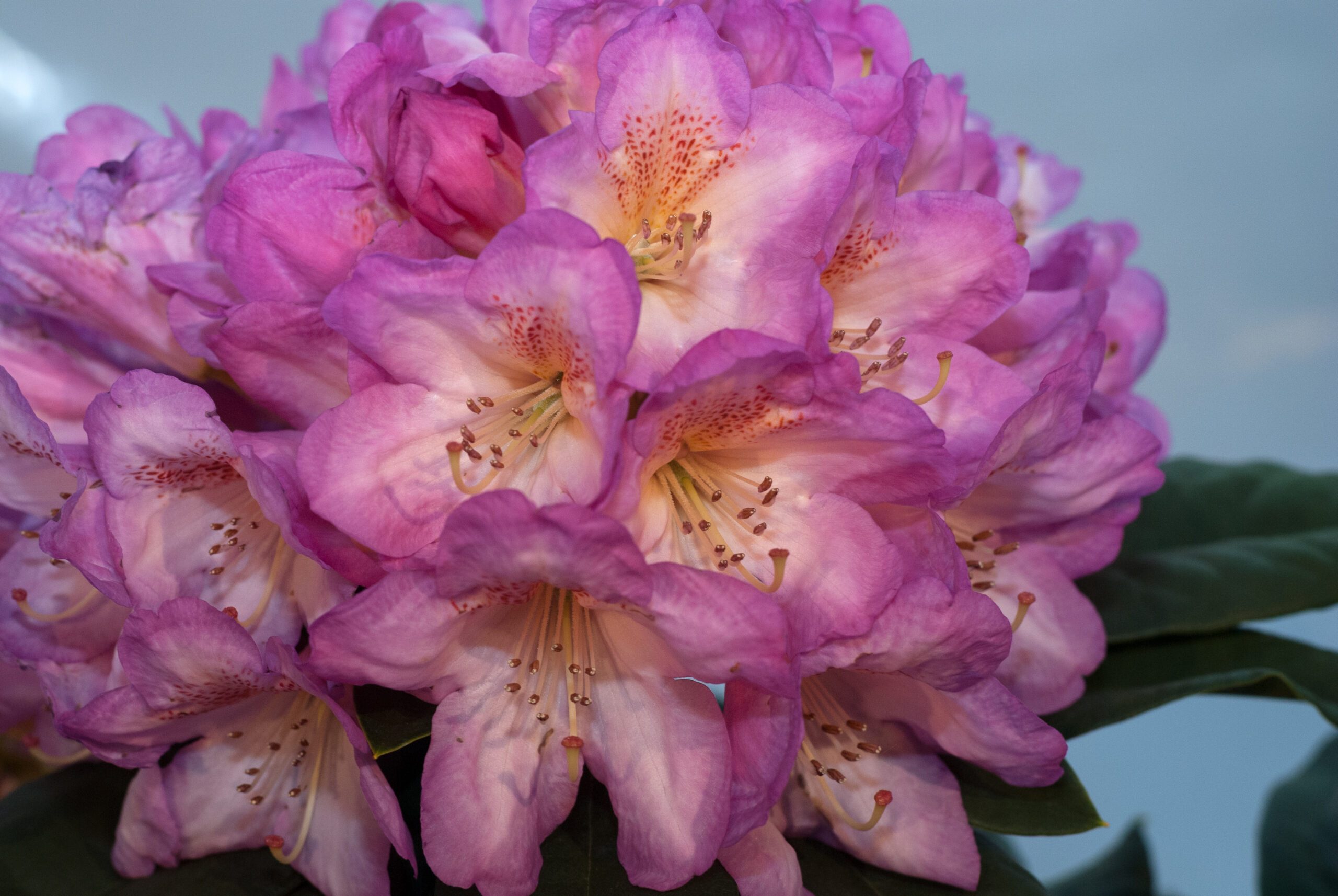 Rhododendron Hybride - Eucharitis