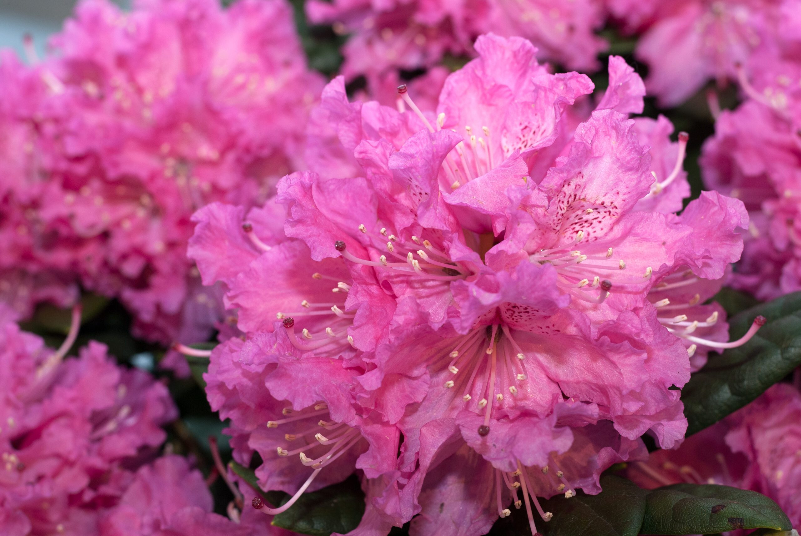 Rhododendron Hybride - Rocket