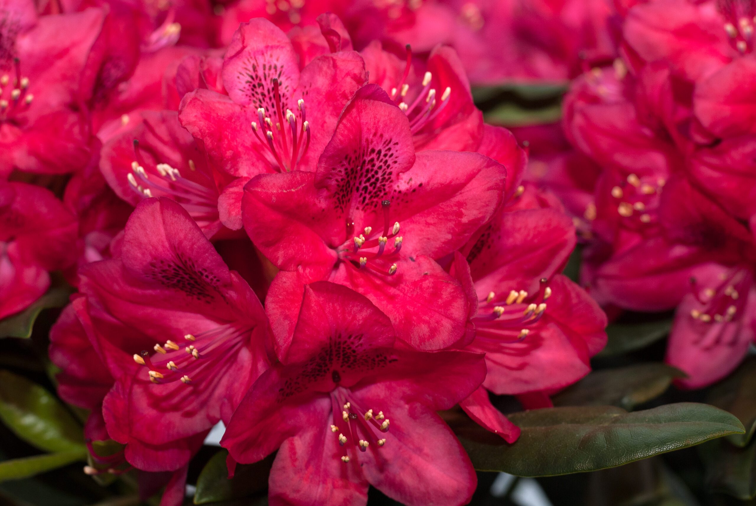 Rhododendron Hybride - Nova Zembla