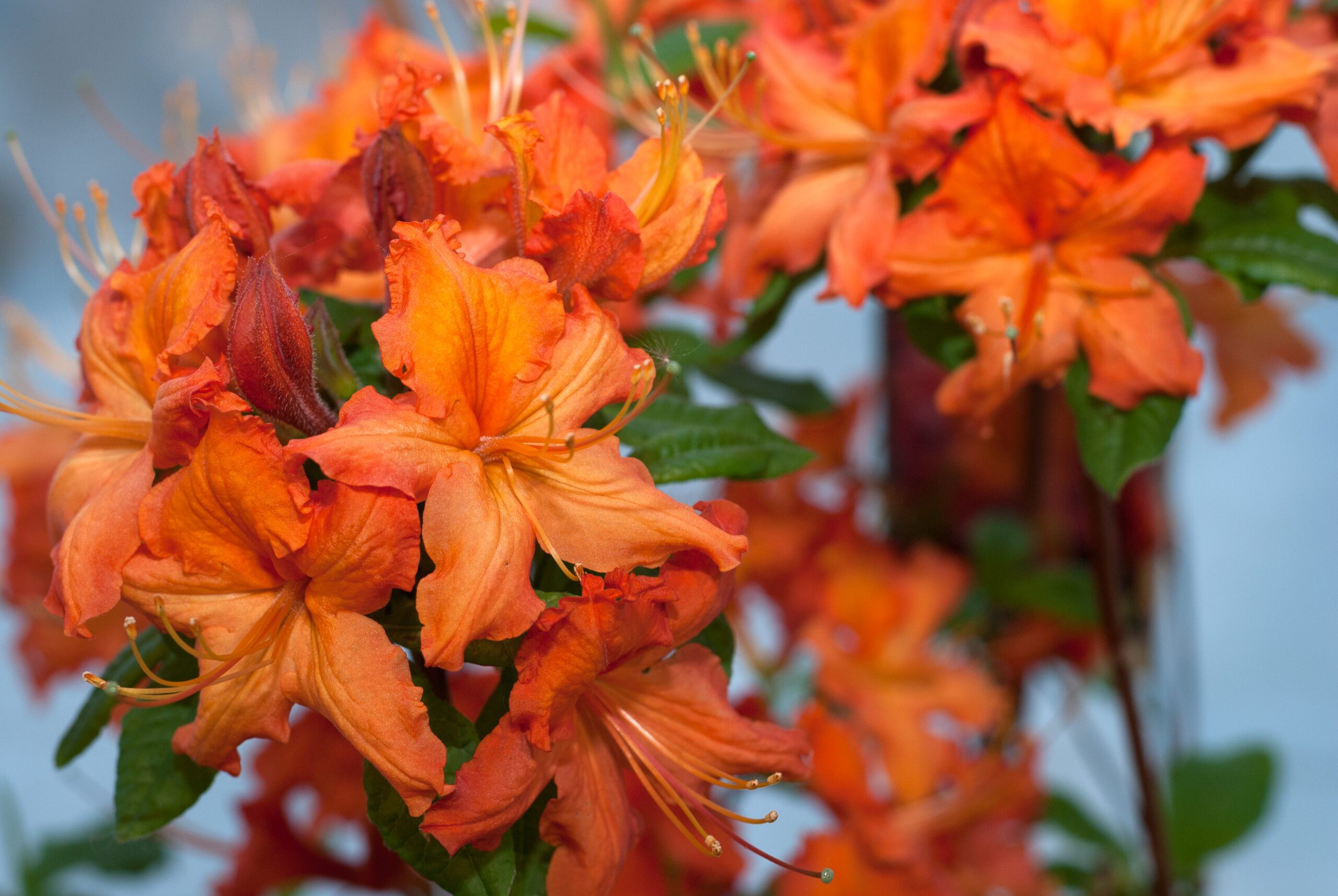 Azalea Knaphill - Hotspur Red