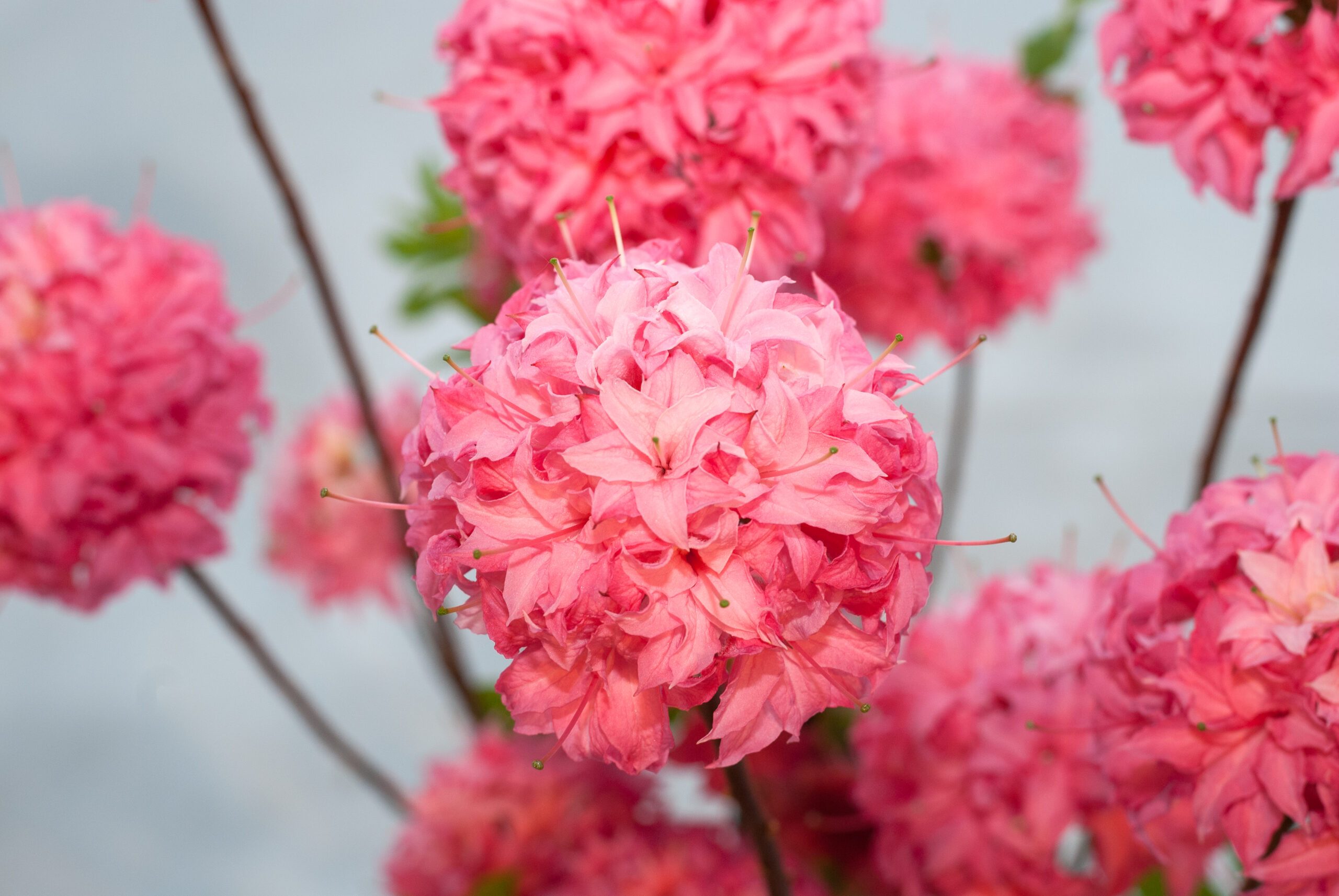 Azalea Knaphill - Homebush