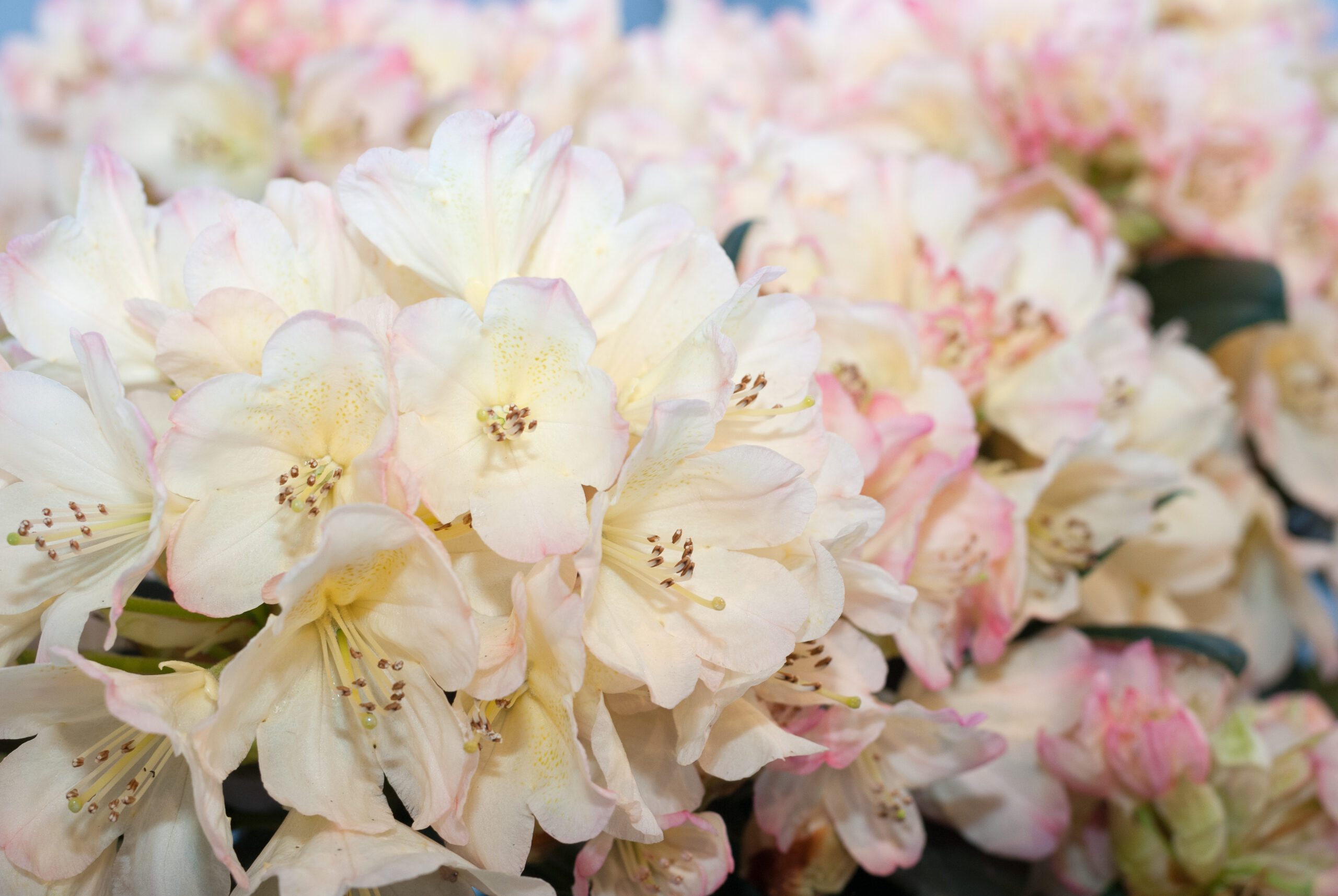 Rhododendron Hybride - Percy Wiseman