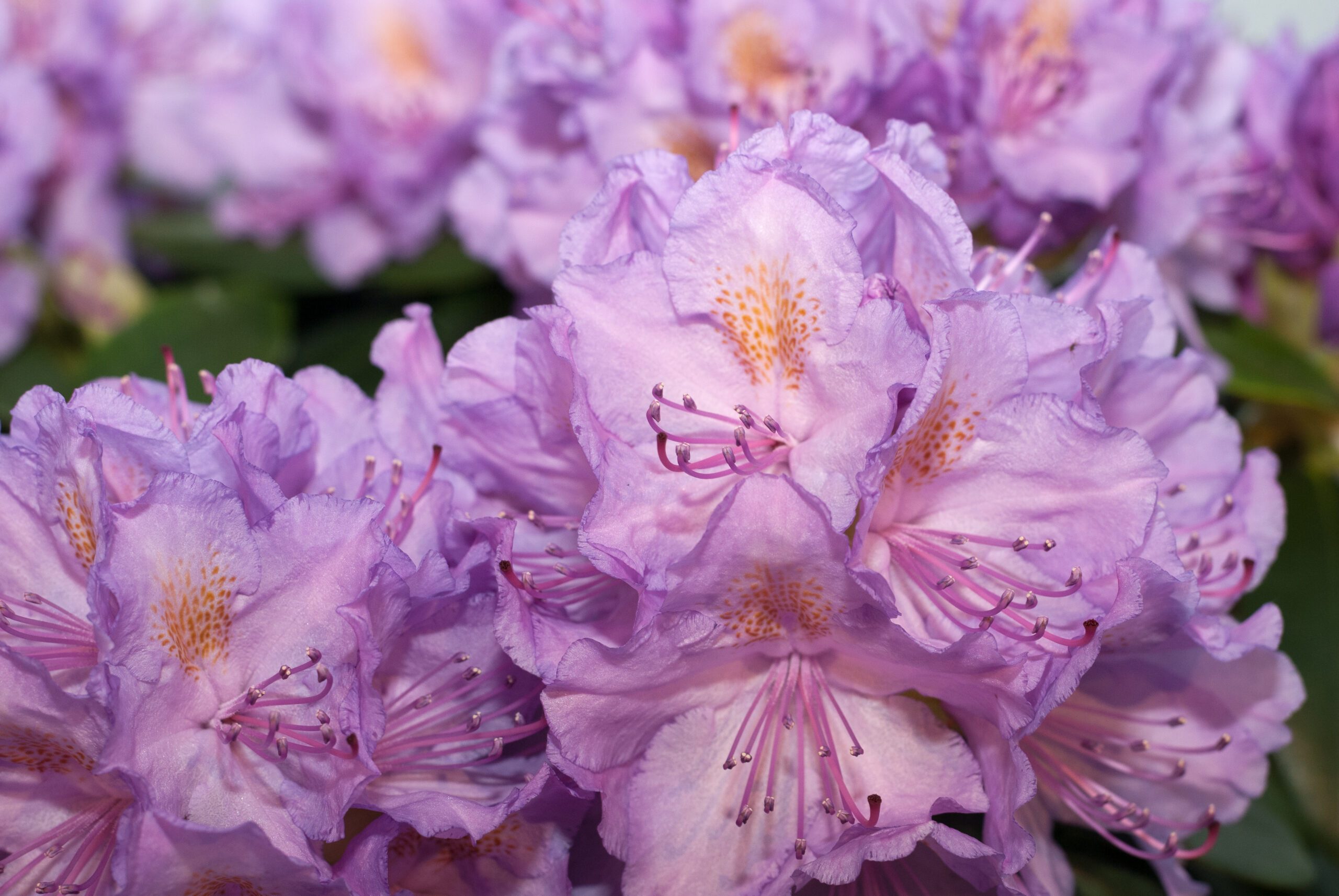 Rhododendron Hybride - Catawbiense Grandiflorum