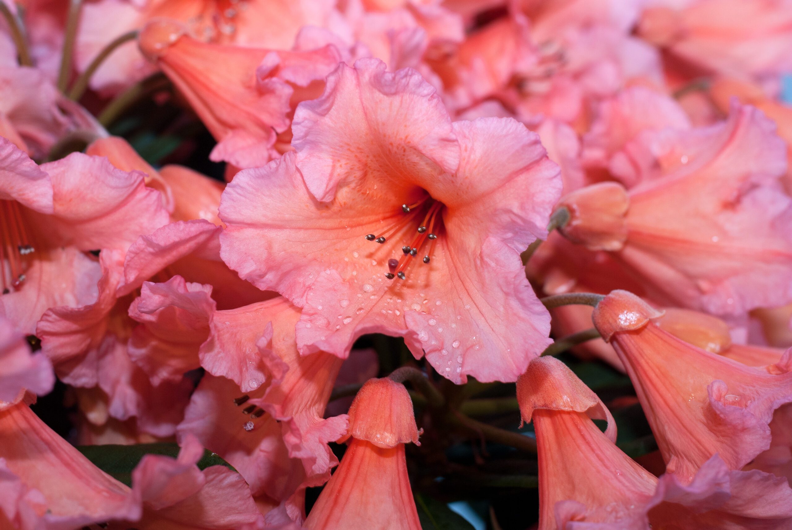 Rhododendron Hybride - Tortoiseshell Orange