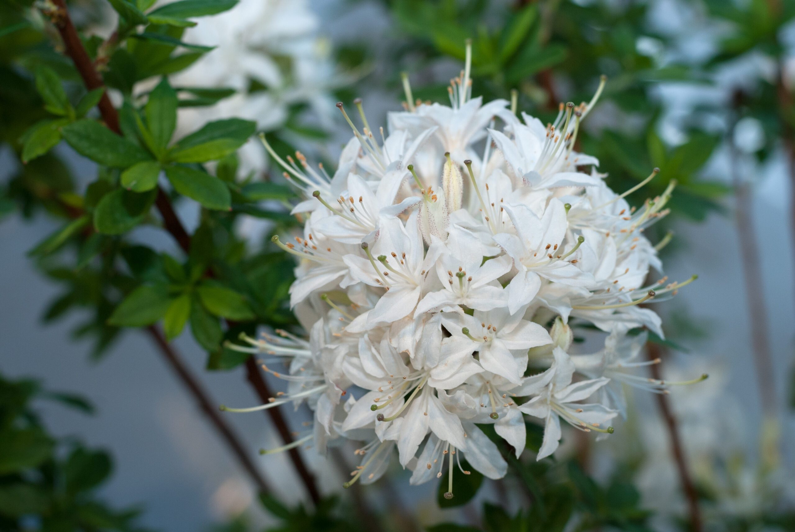 Azalea Knaphill - Viscosa