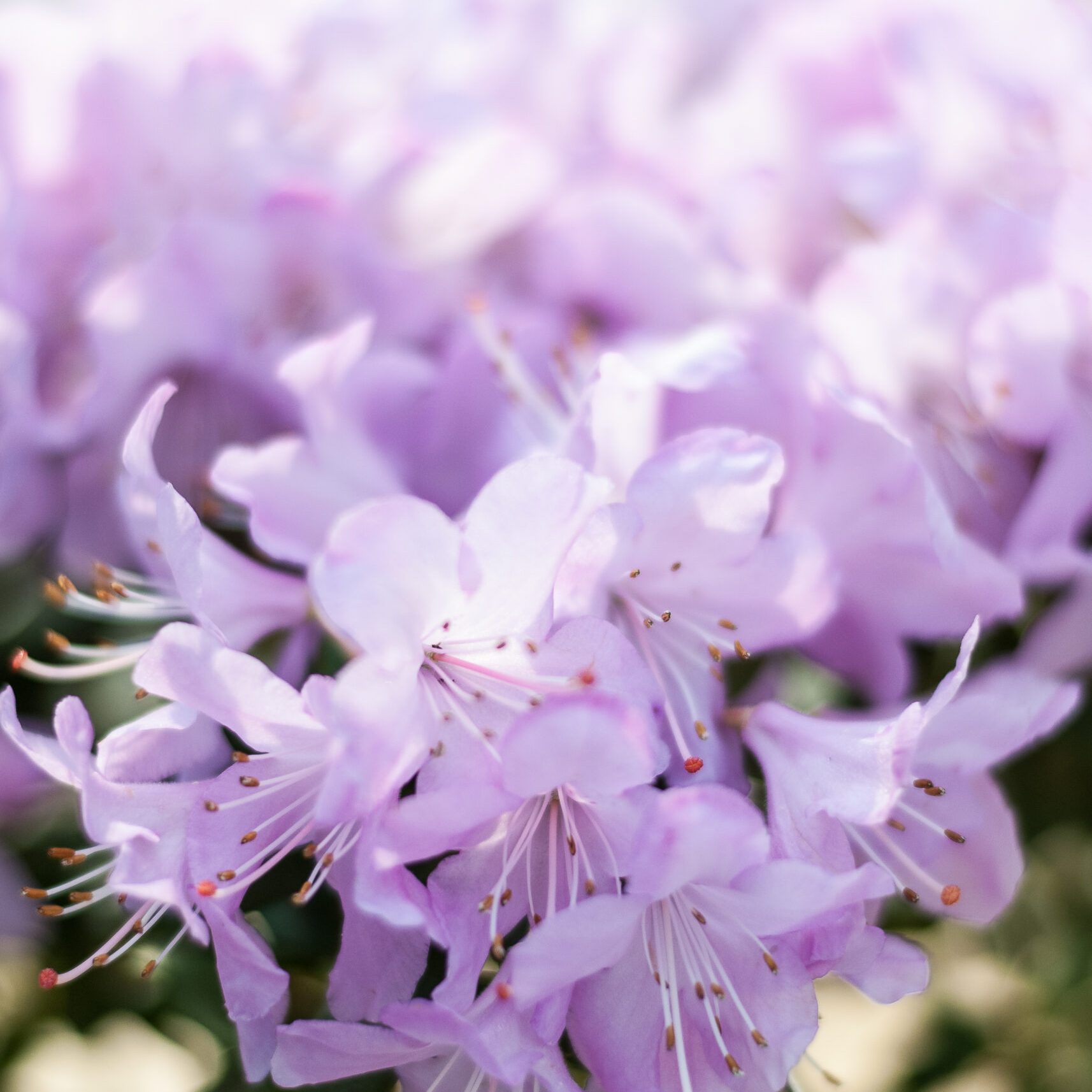 Rhodo repens - Snipe