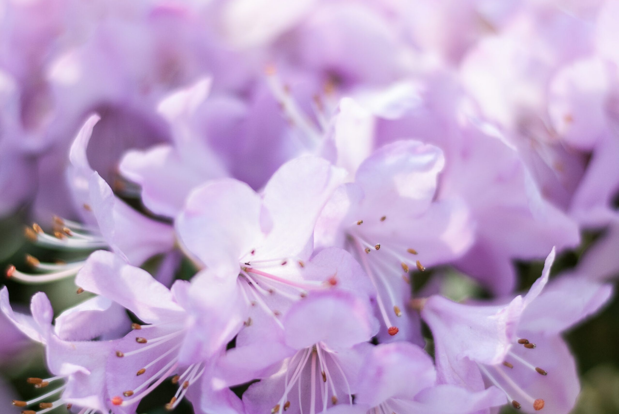 Rhodo repens - Snipe