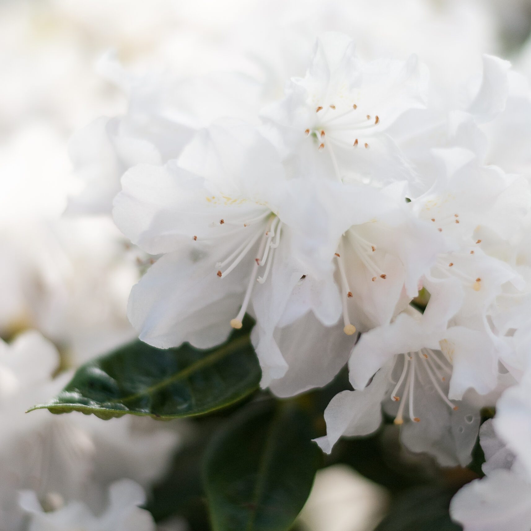 Rhodo repens - Dora Amateis