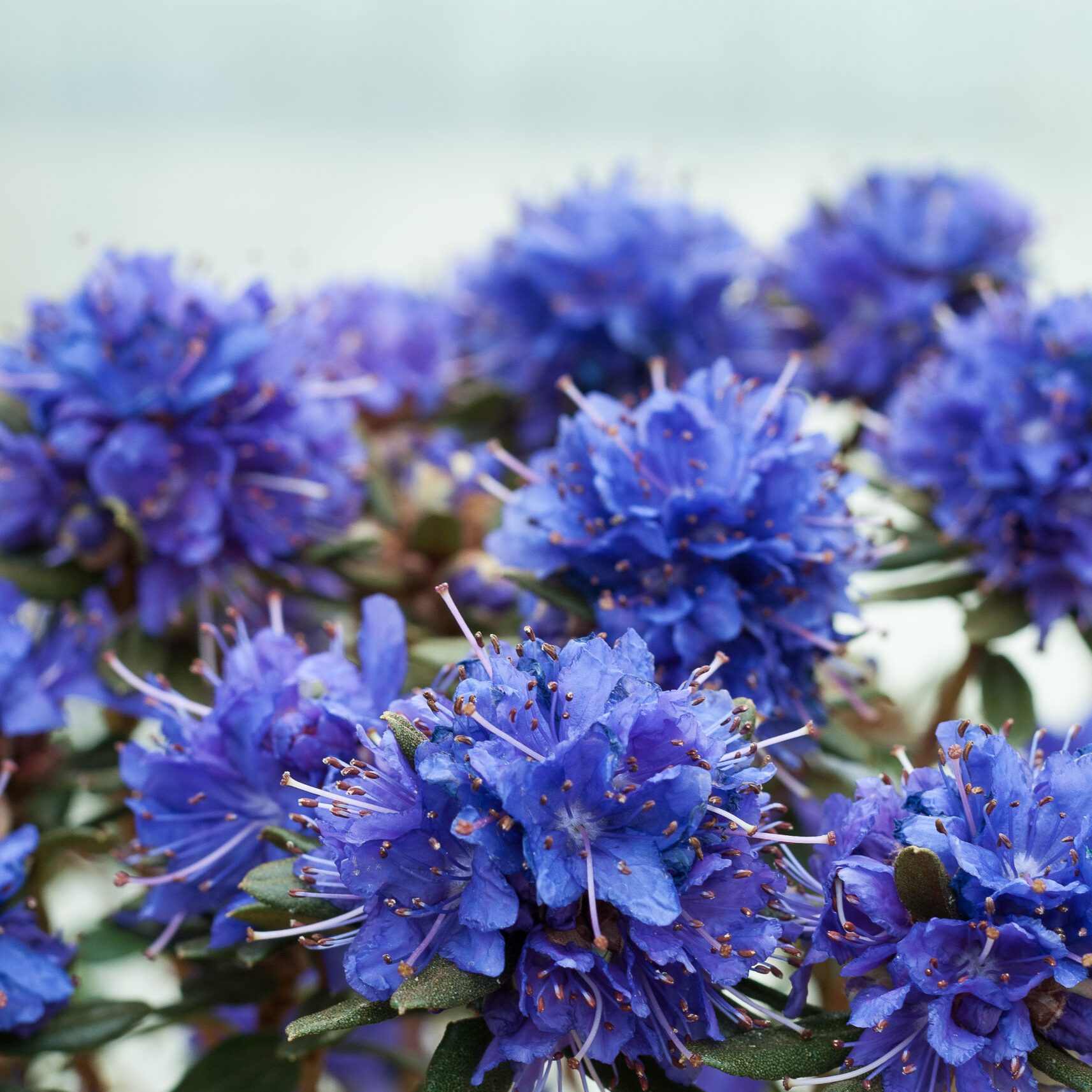 Rhodo repens - Azurika