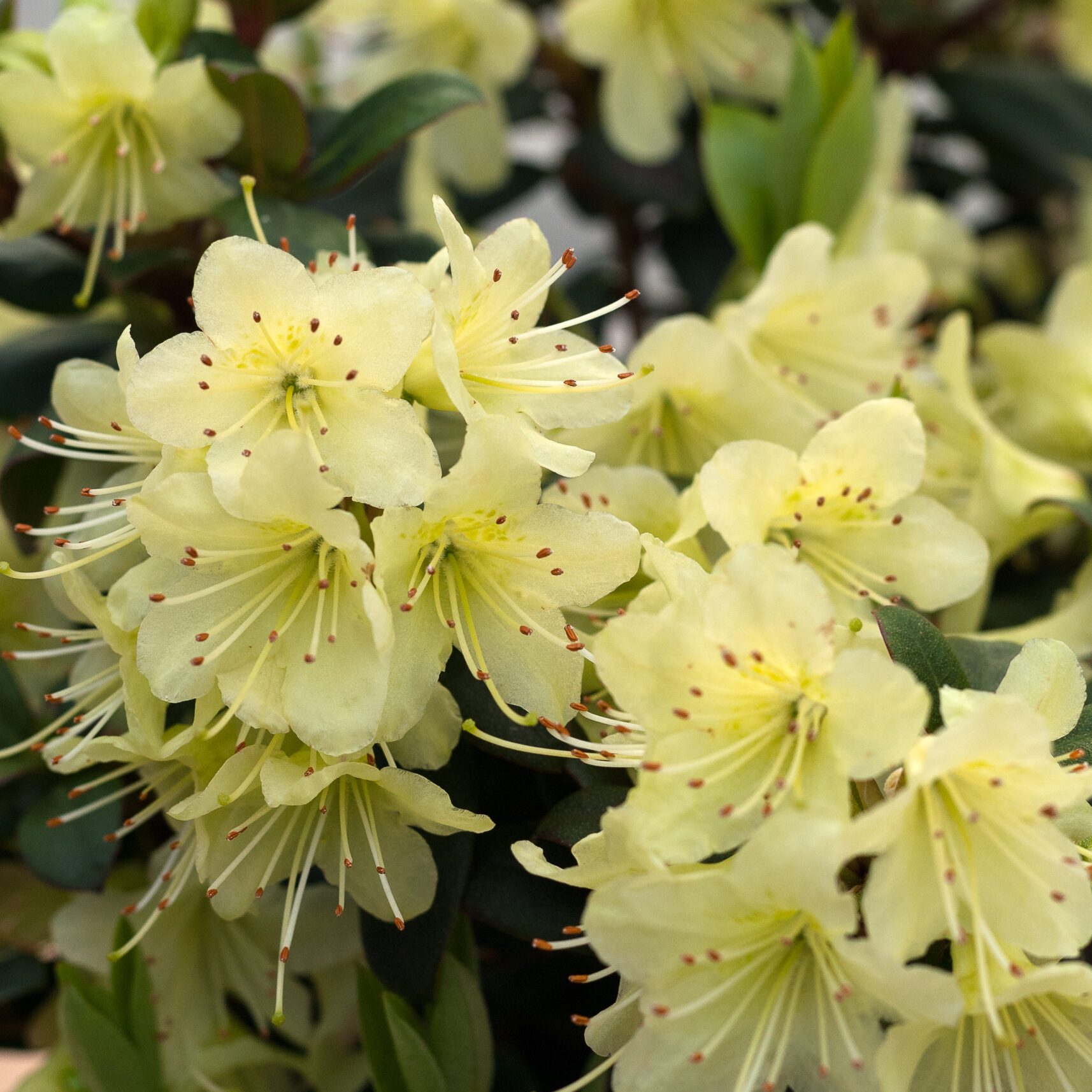 Rhodo repens - Princess Ann