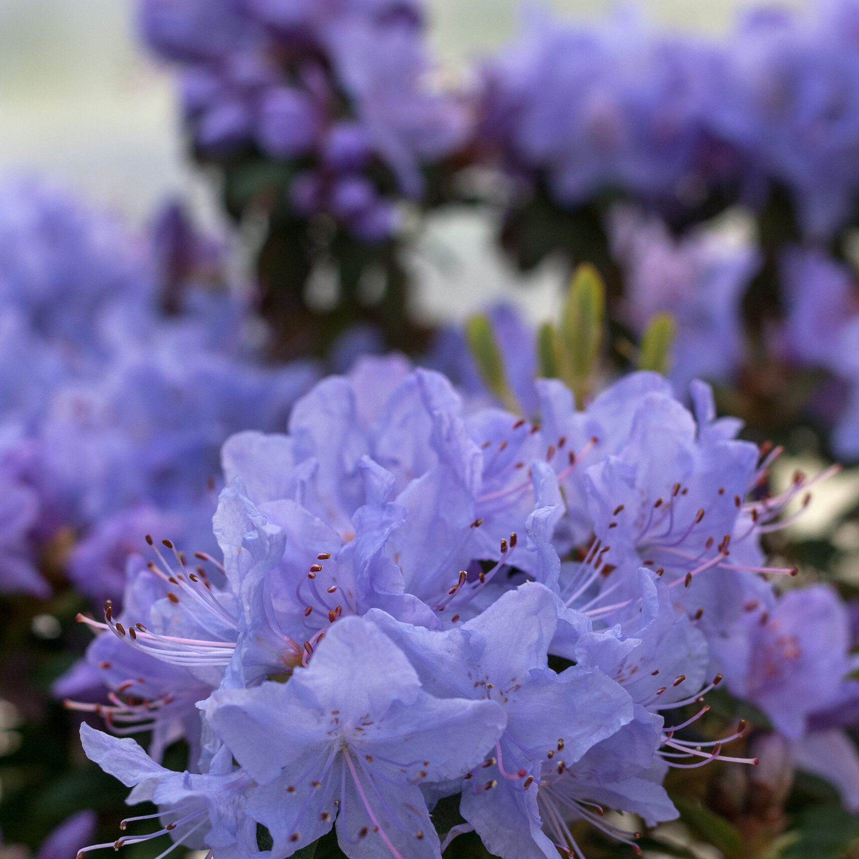 Rhodo repens - Blue tit