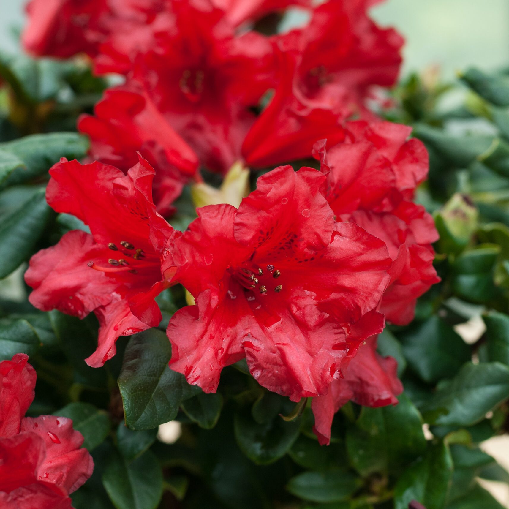 Rhodo repens - Baden-Baden