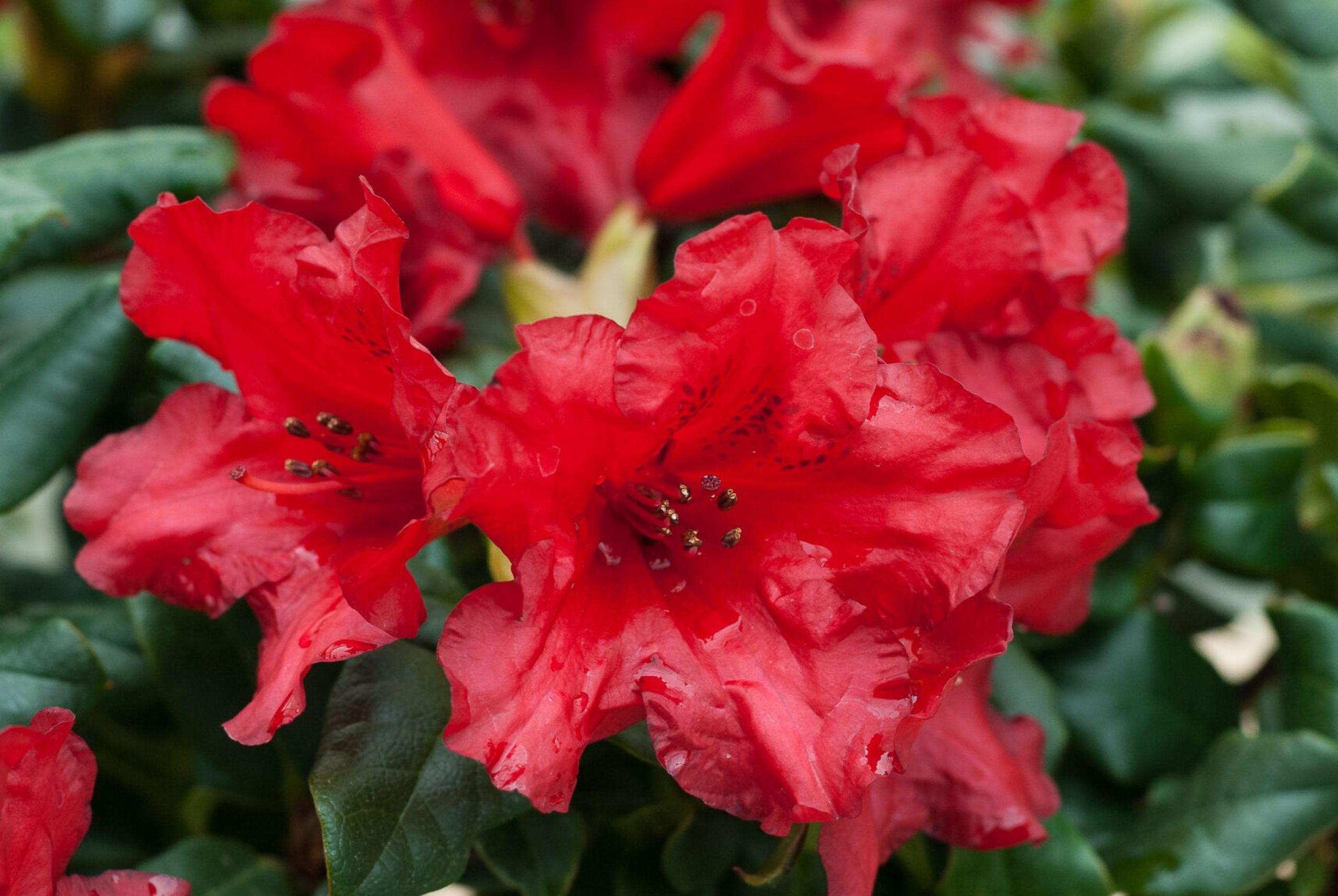 Rhodo repens - Baden-Baden