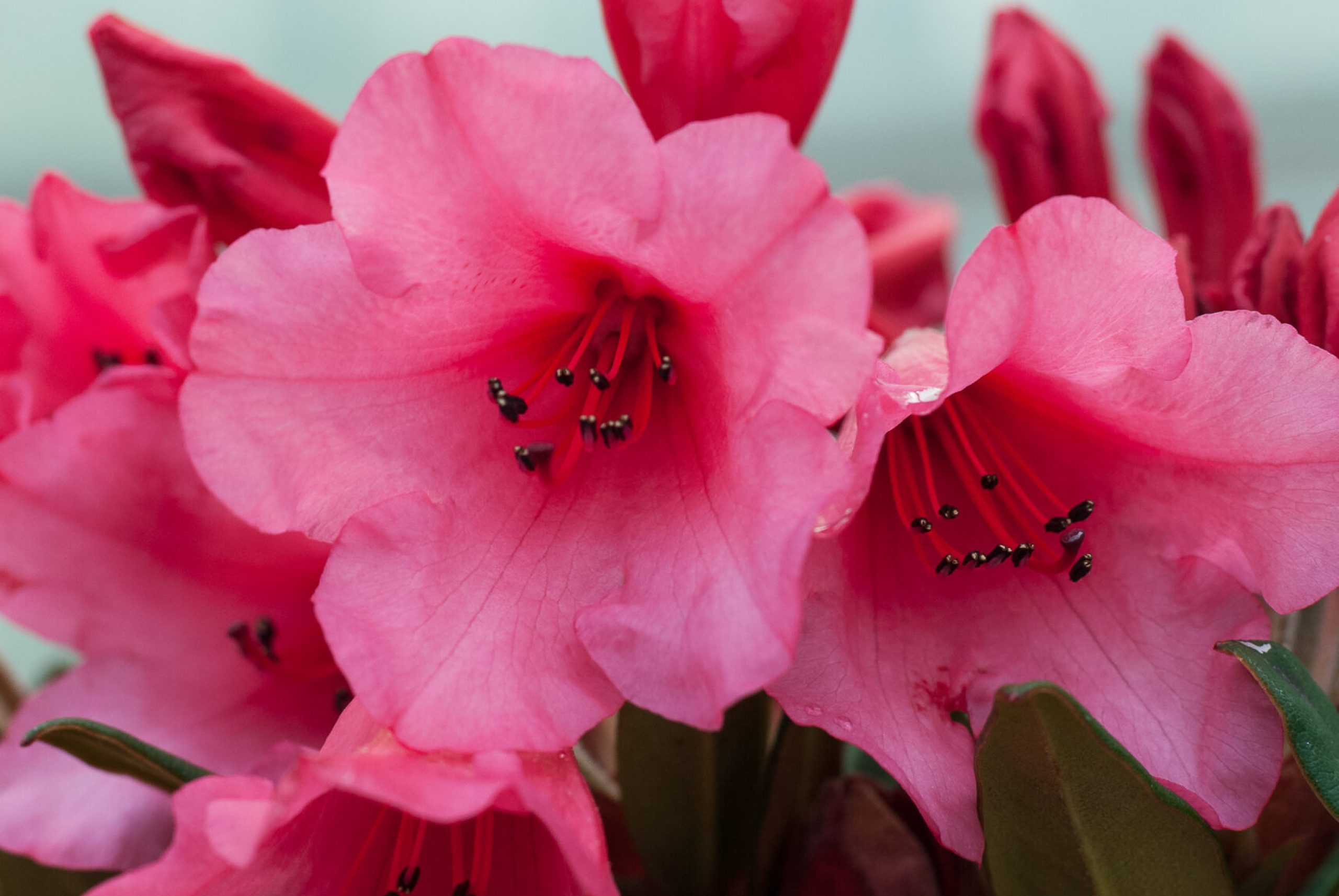 Rhodo repens - Winsome