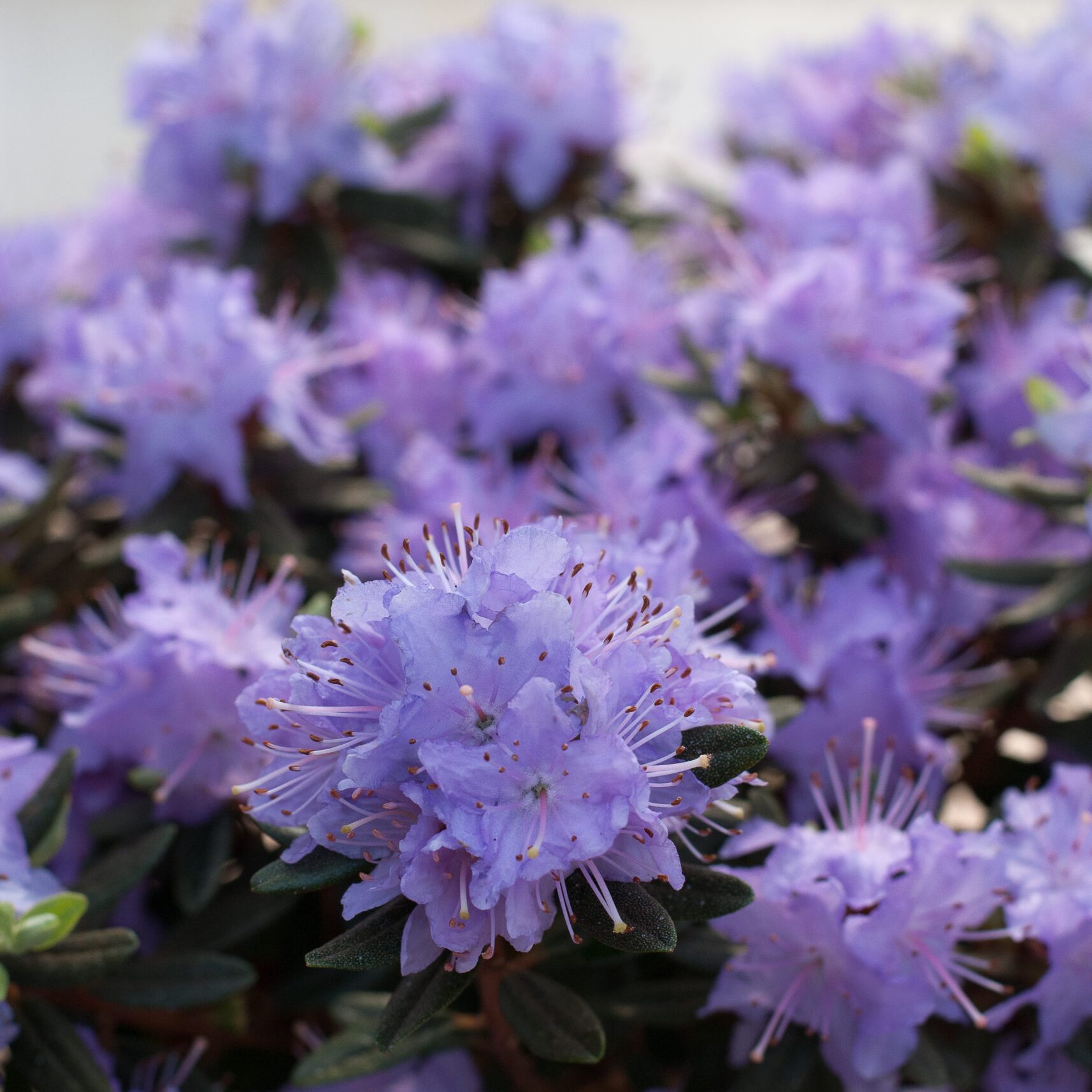 Rhodo repens - Ahrends Favorite