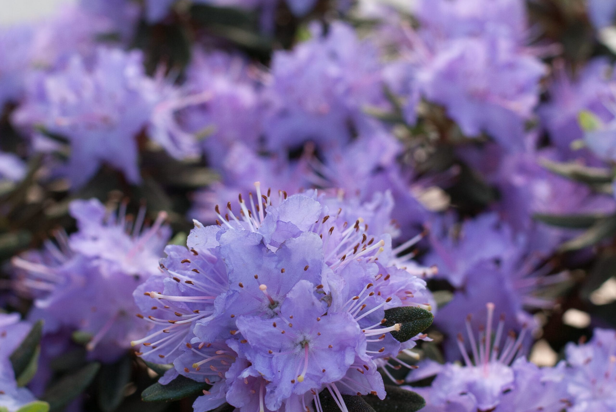 Rhodo repens - Ahrends Favorite