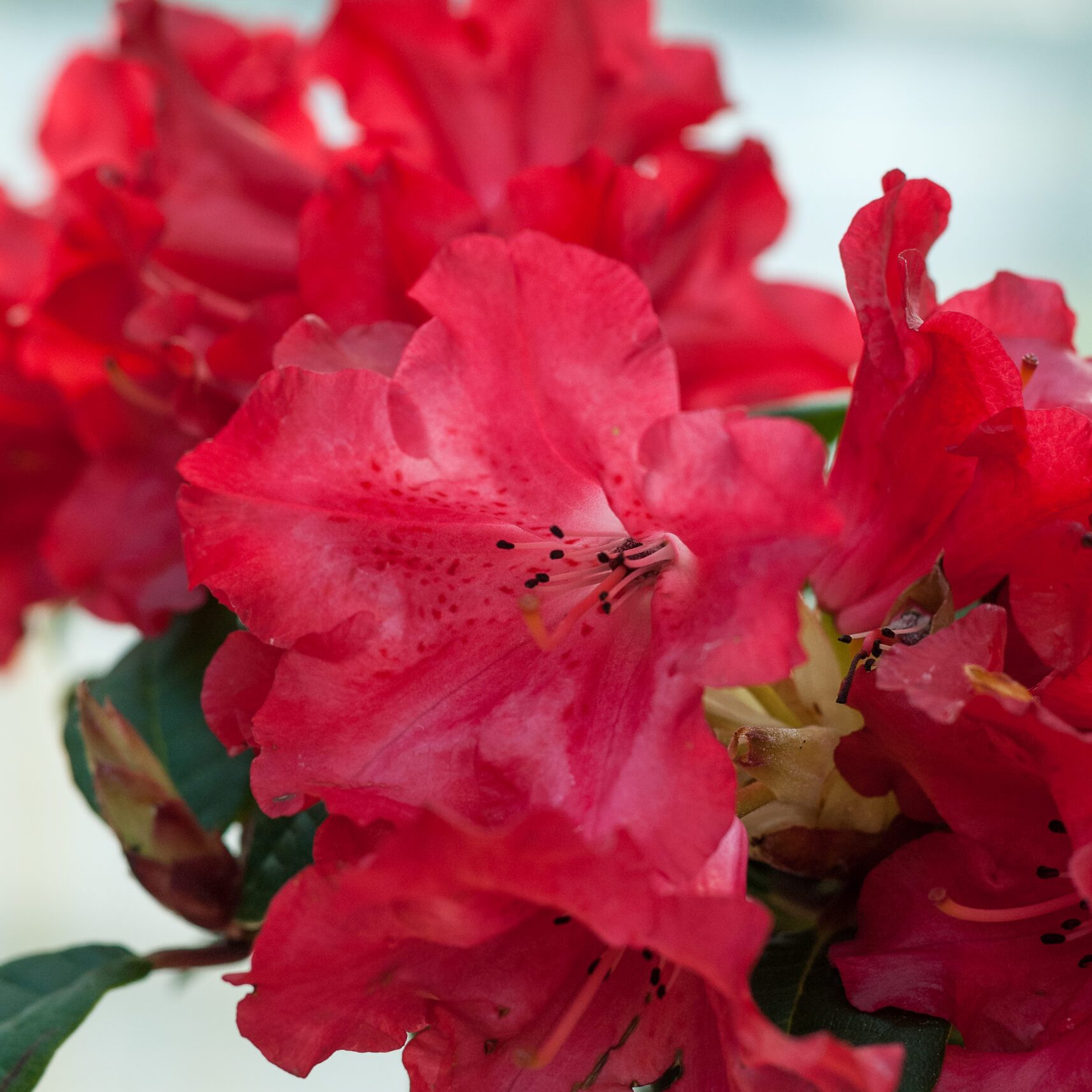 Rhodo repens - Scarlet Wonder