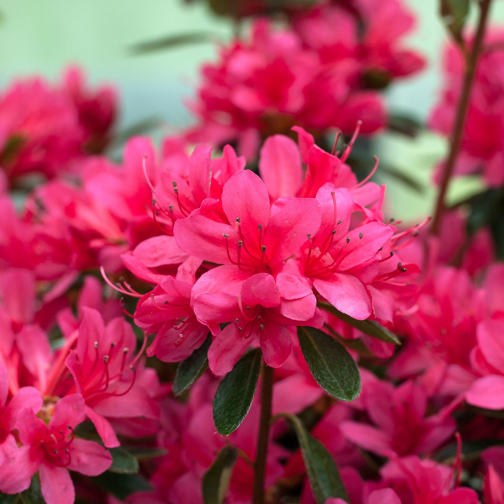 Azalea Japonica - Thierry