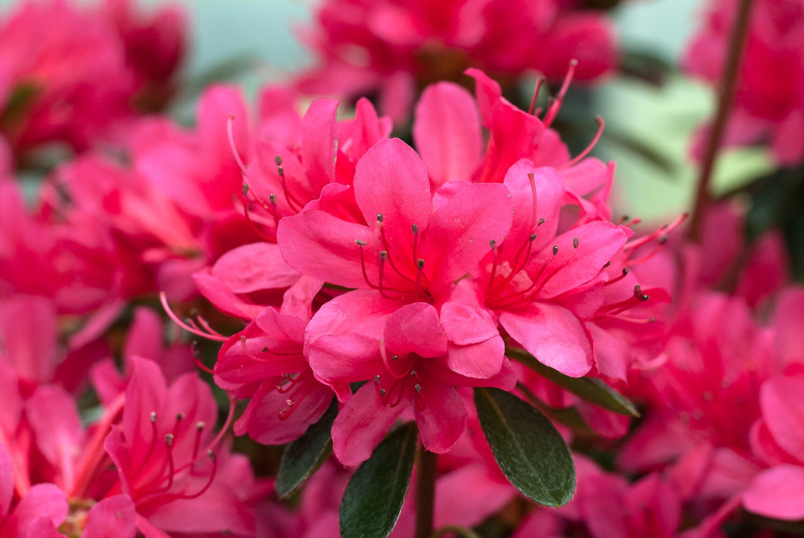 Azalea Japonica - Thierry