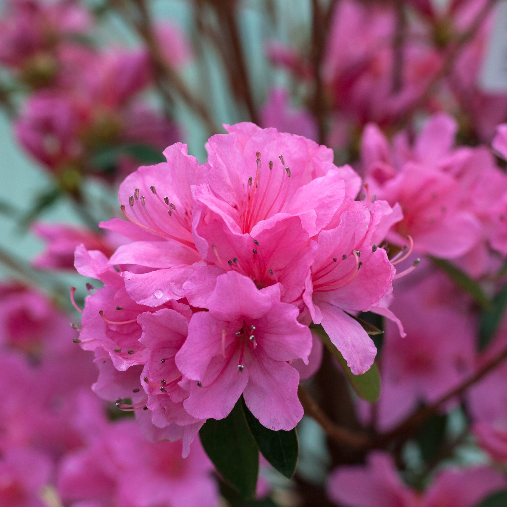 Azalea Japonica - Madame Van Hecke