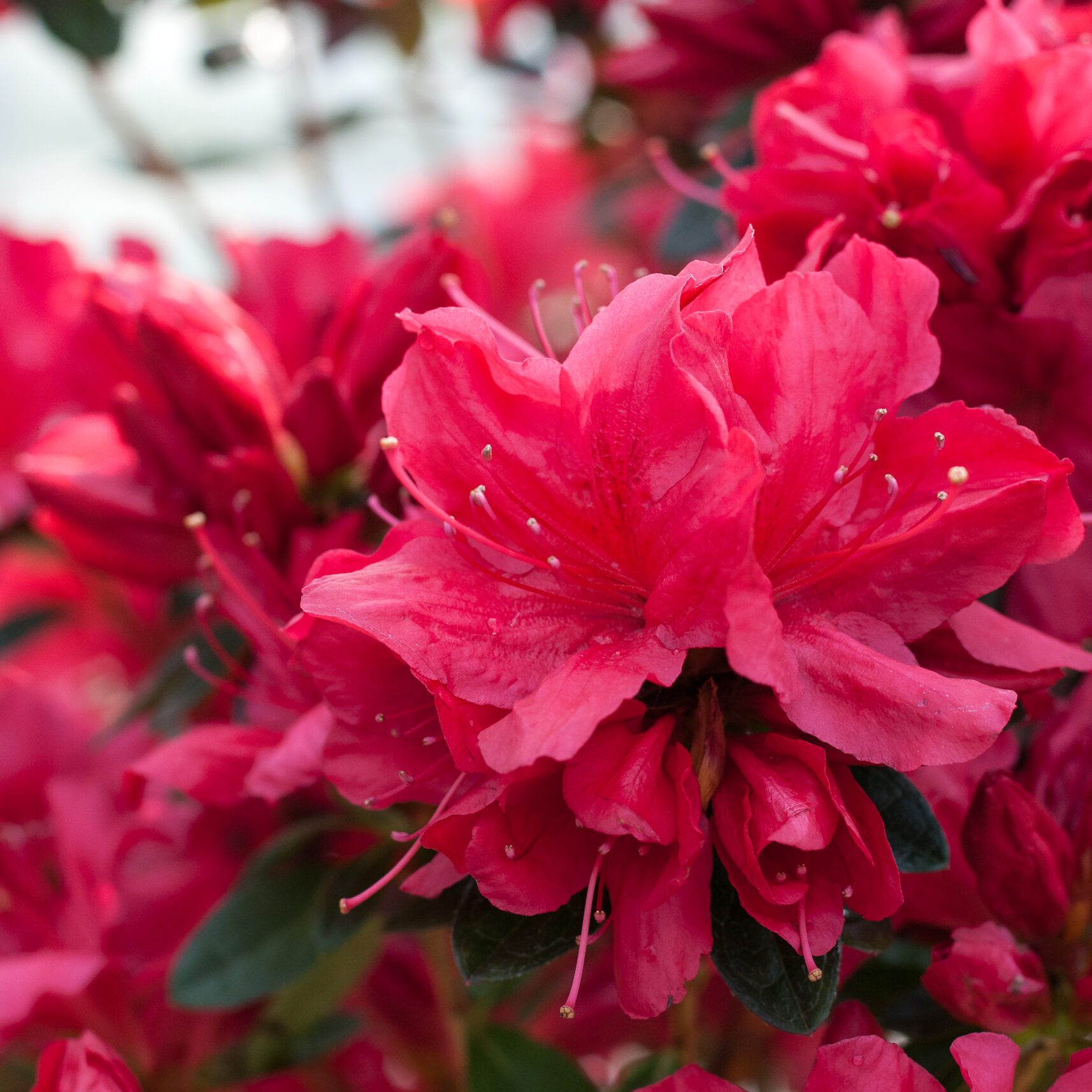 Azalea Japonica - Madame Galle