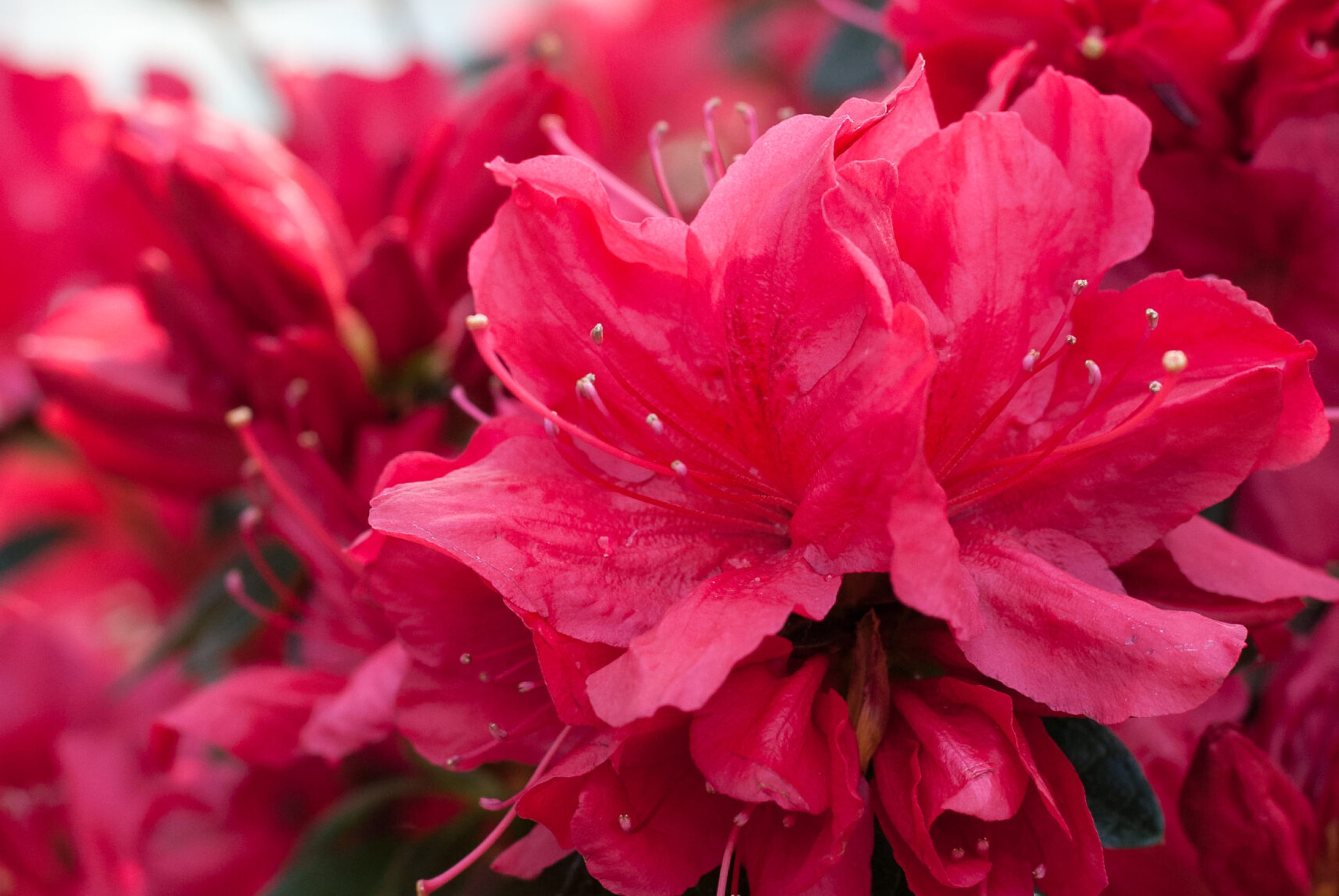 Azalea Japonica - Madame Galle