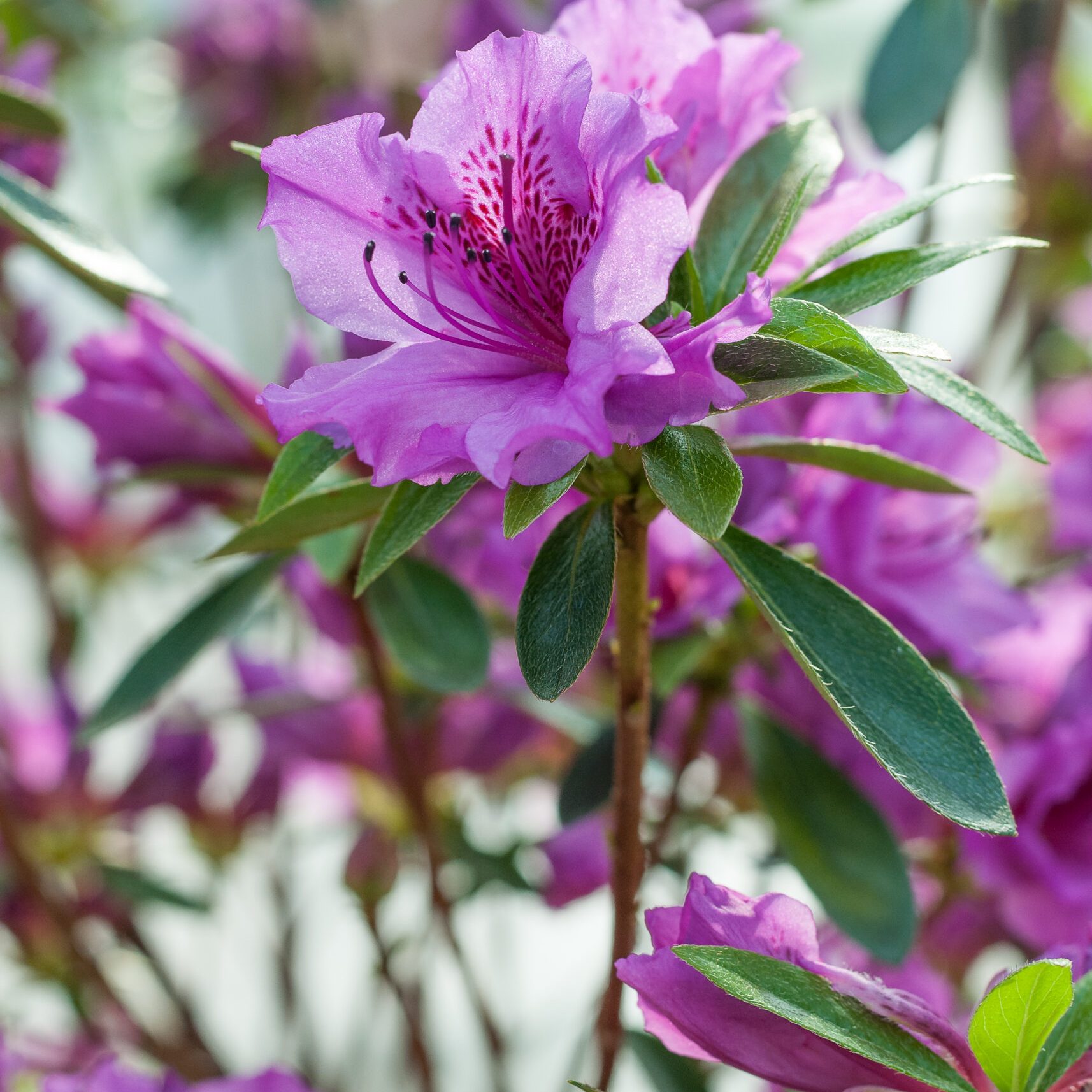 Azalea Japonica - Herbert