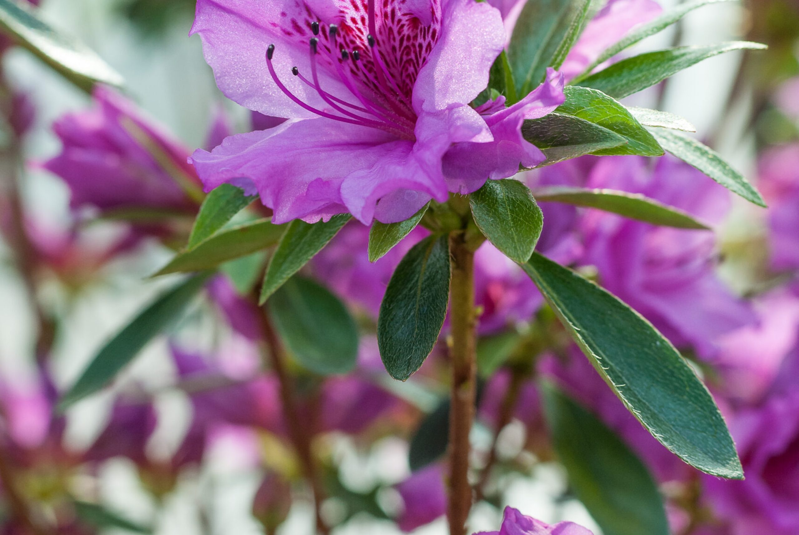 Azalea Japonica - Herbert