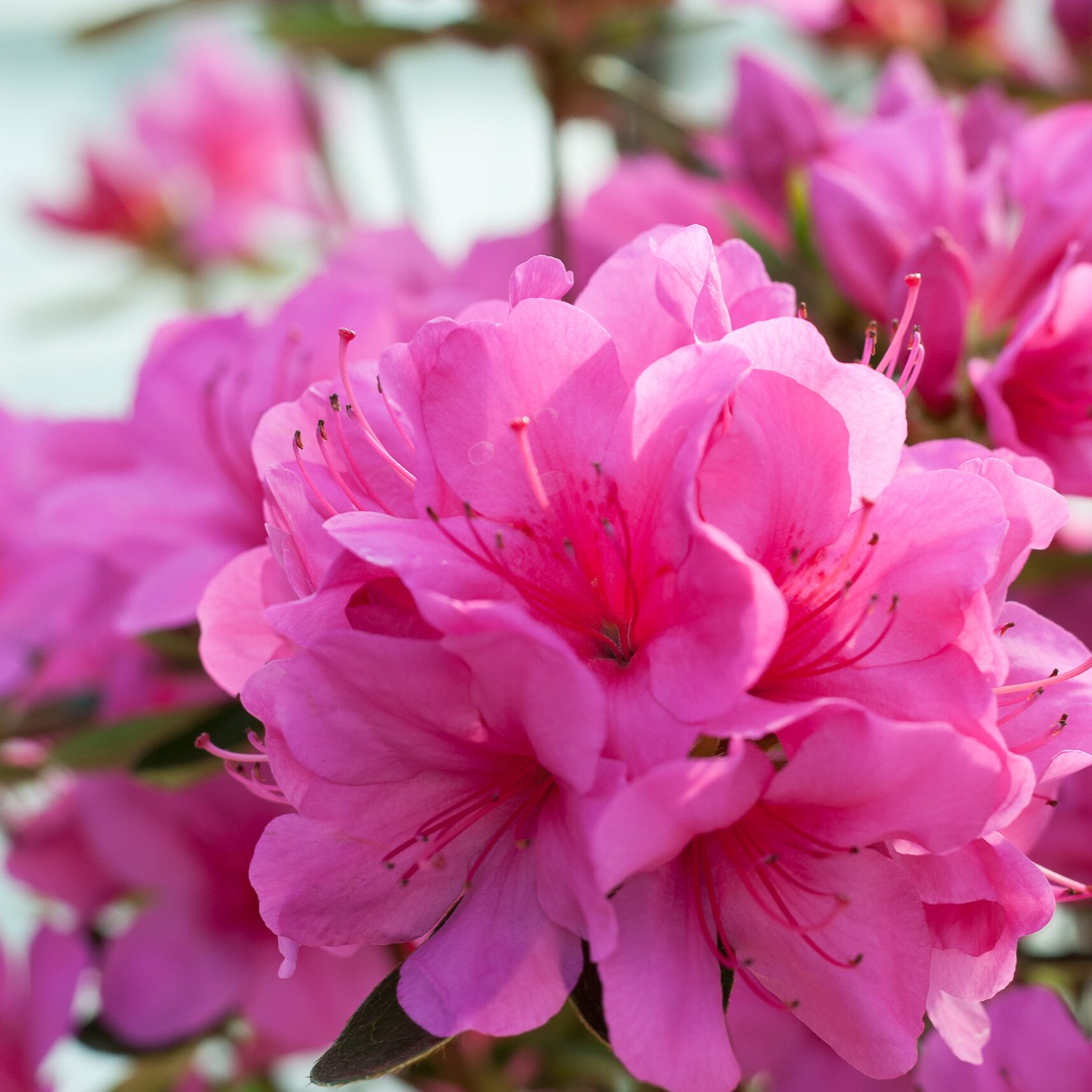 Azalea Japonica - Conny