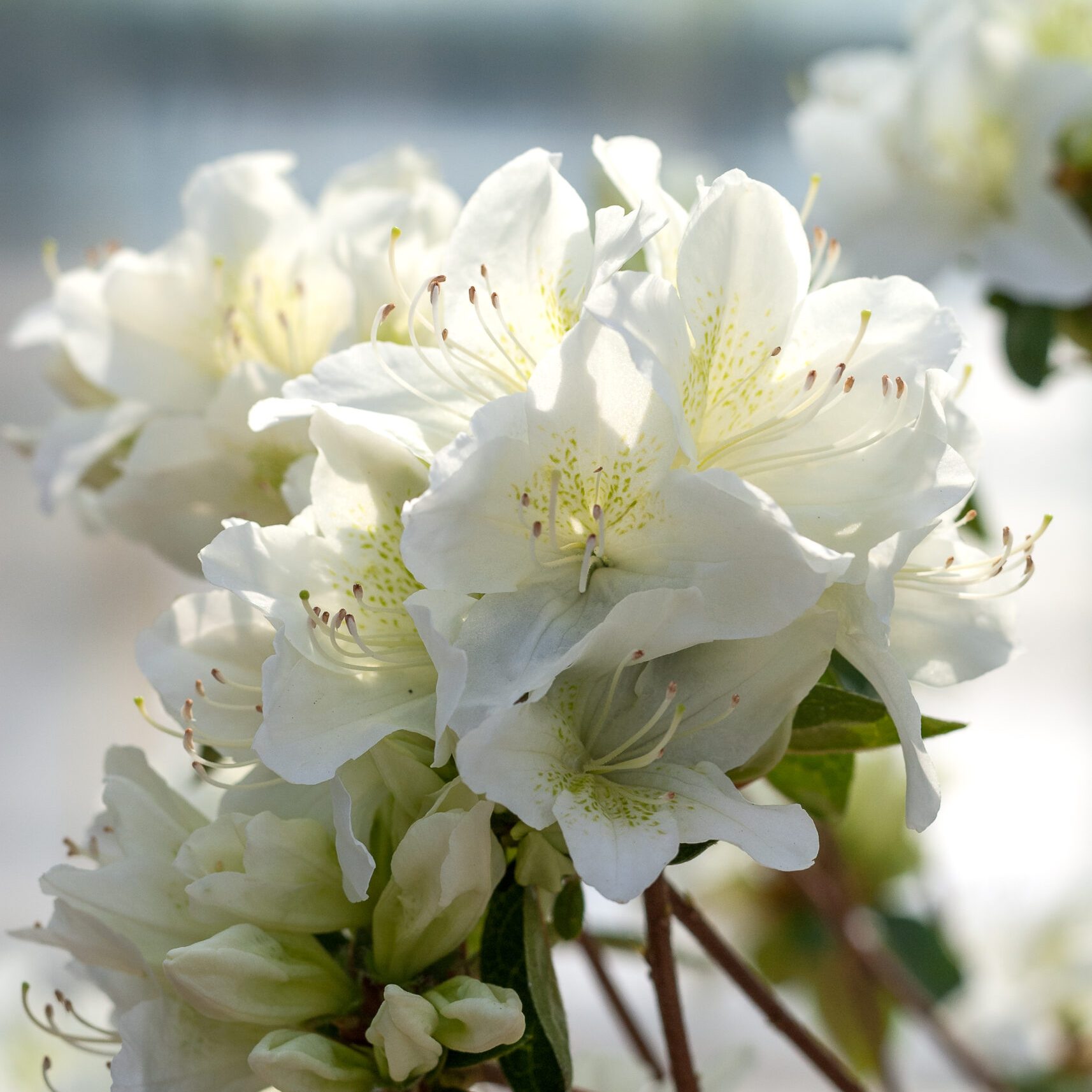 Azalea Japonica- Palestrina