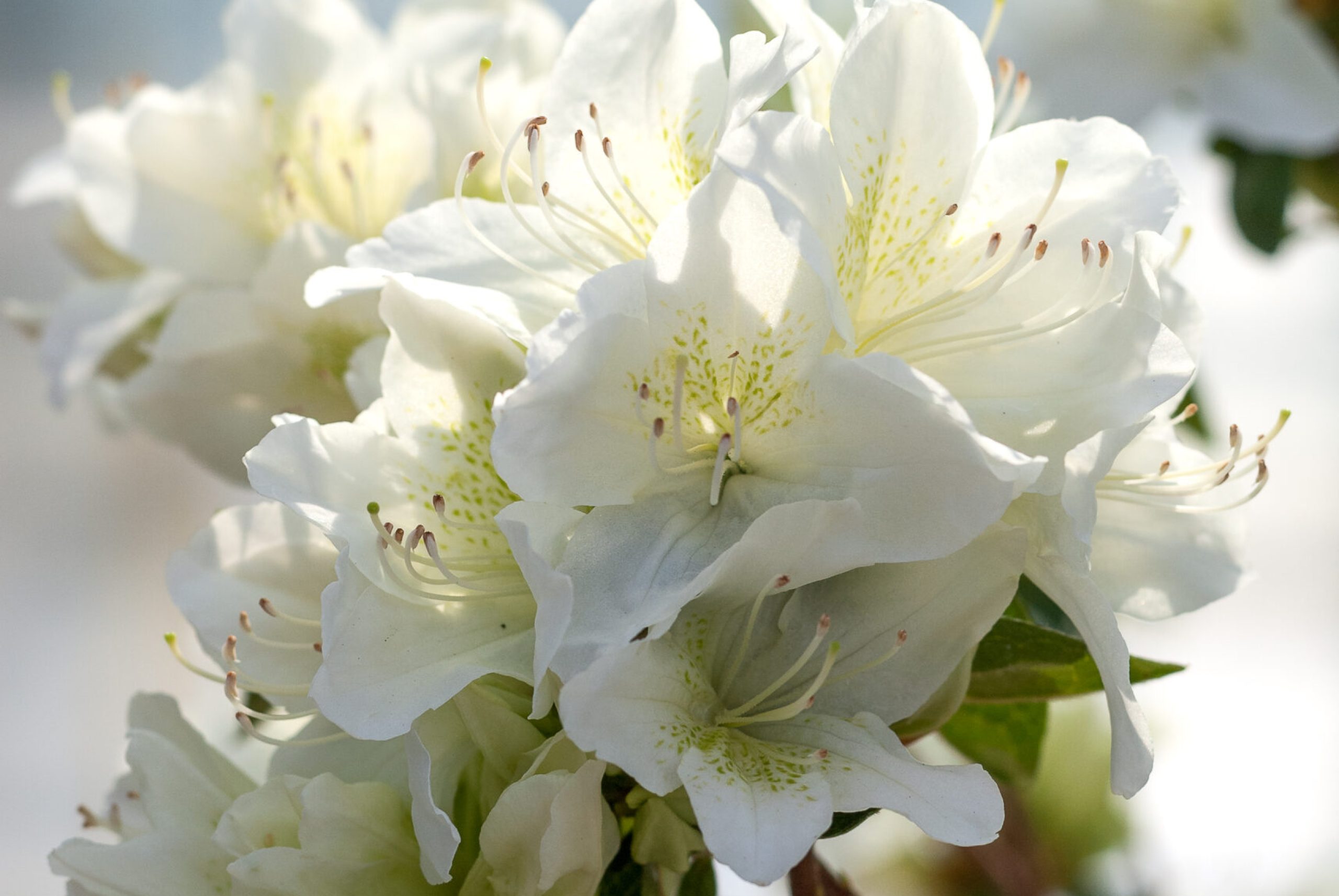 Azalea Japonica- Palestrina