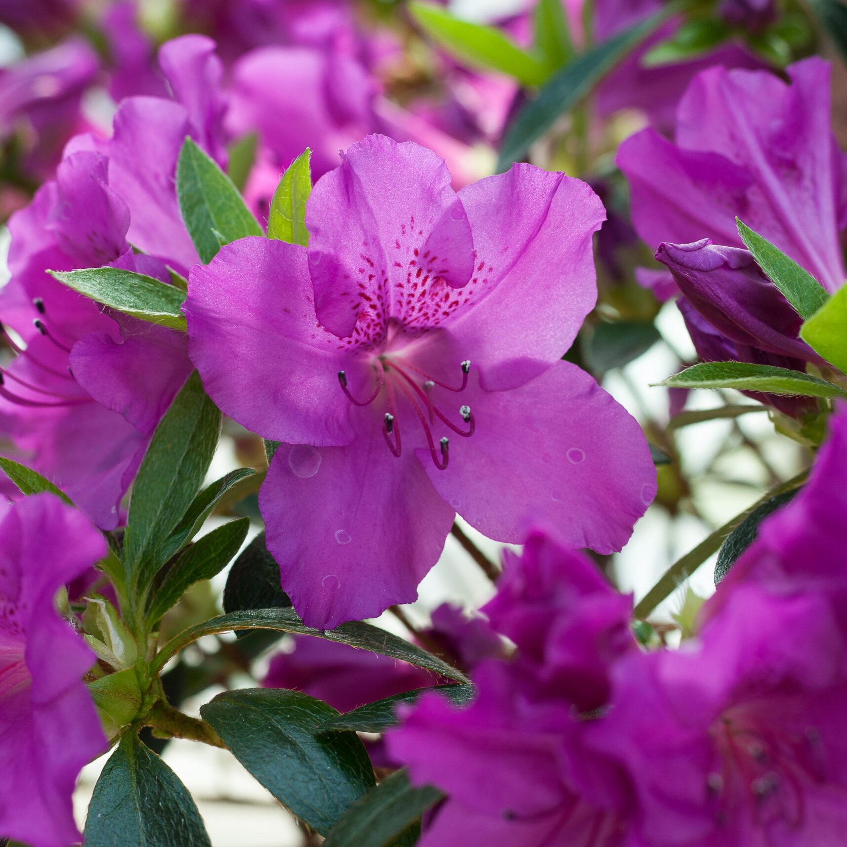 Azalea Japonica - Blaue Donau