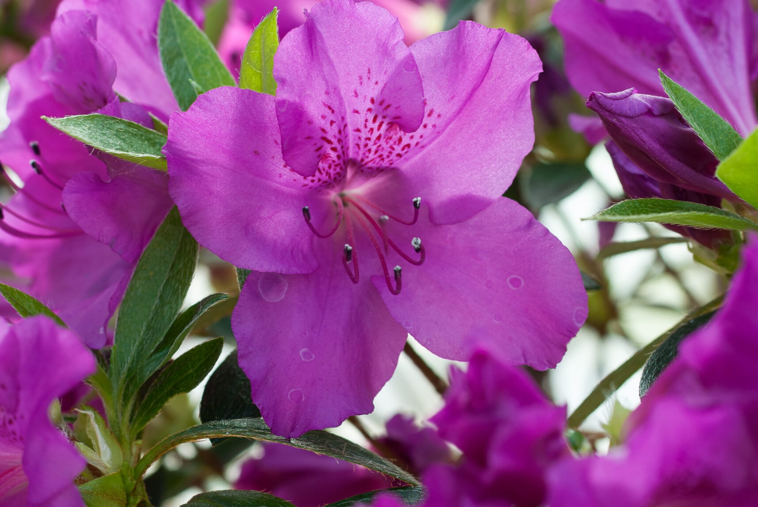 Azalea Japonica - Blaue Donau