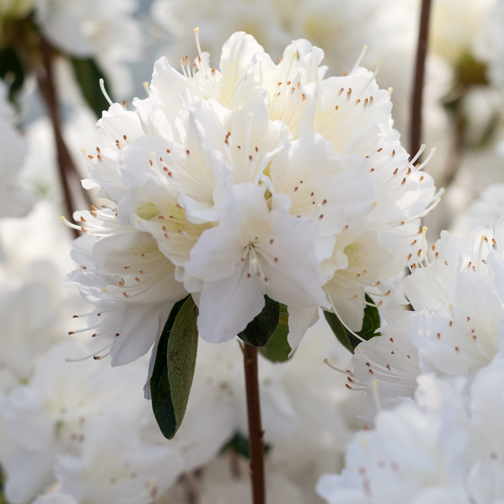 Azalea Japonica - Schneewitchen