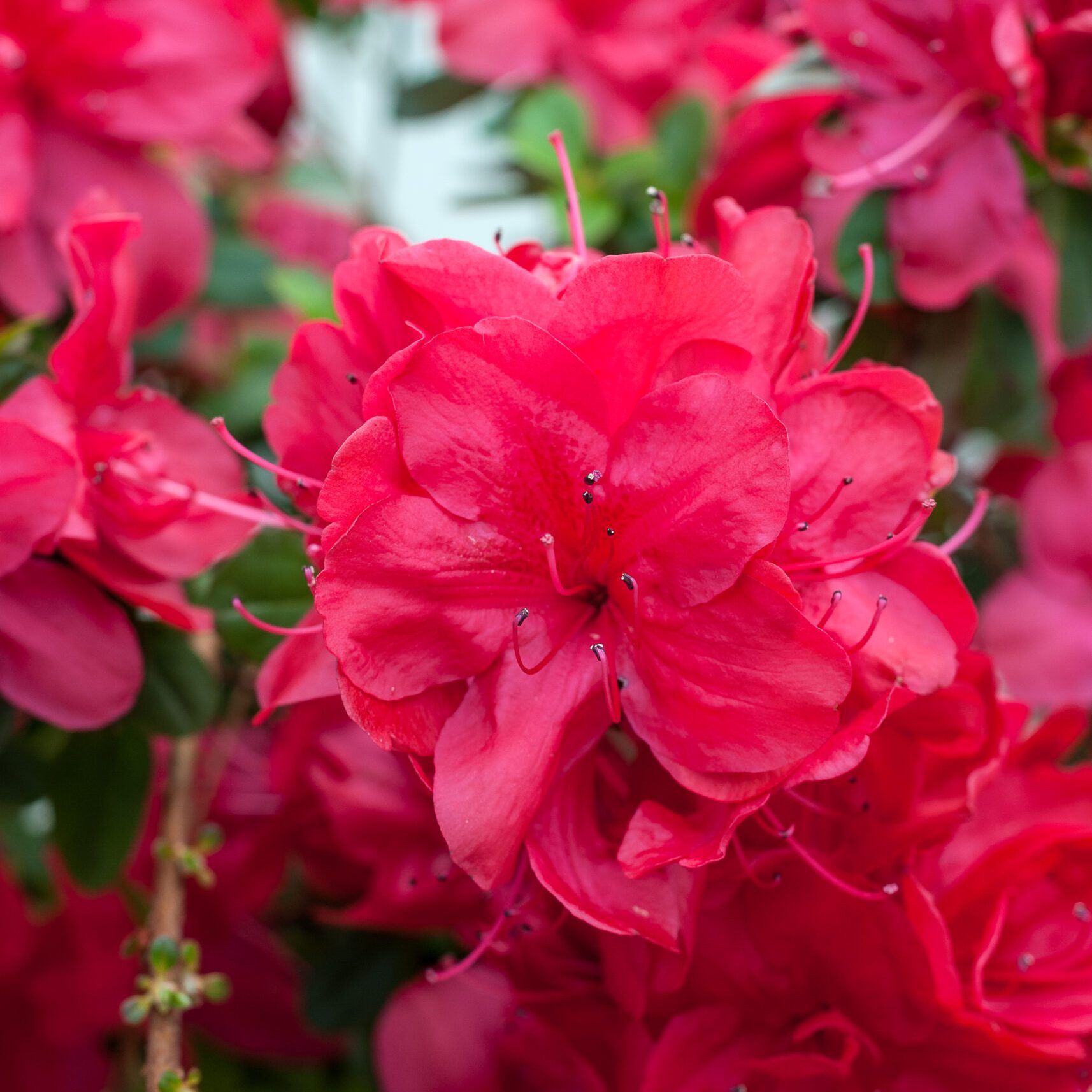 Azalea Japonica - Moederdag