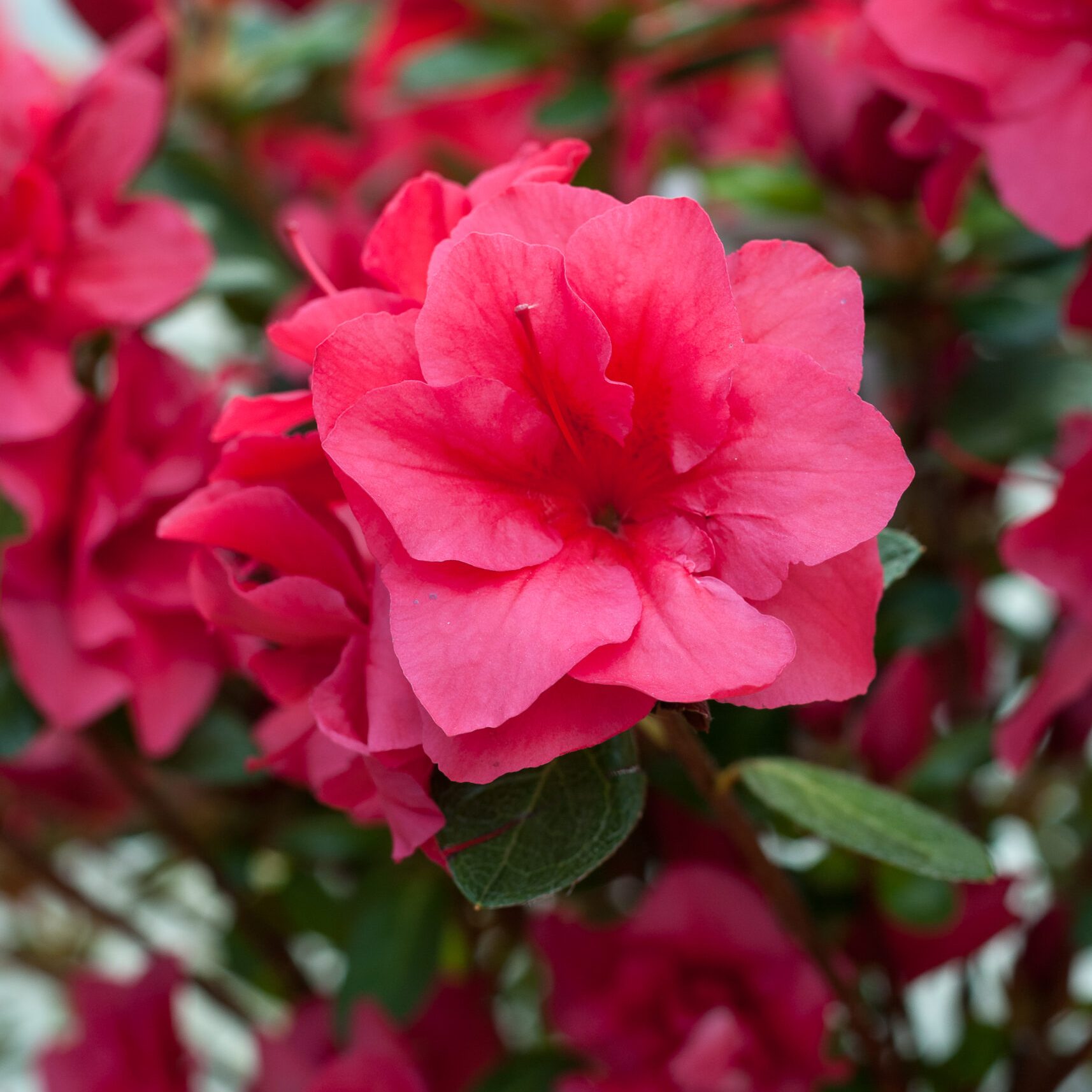 Azalea Japonica - Florida