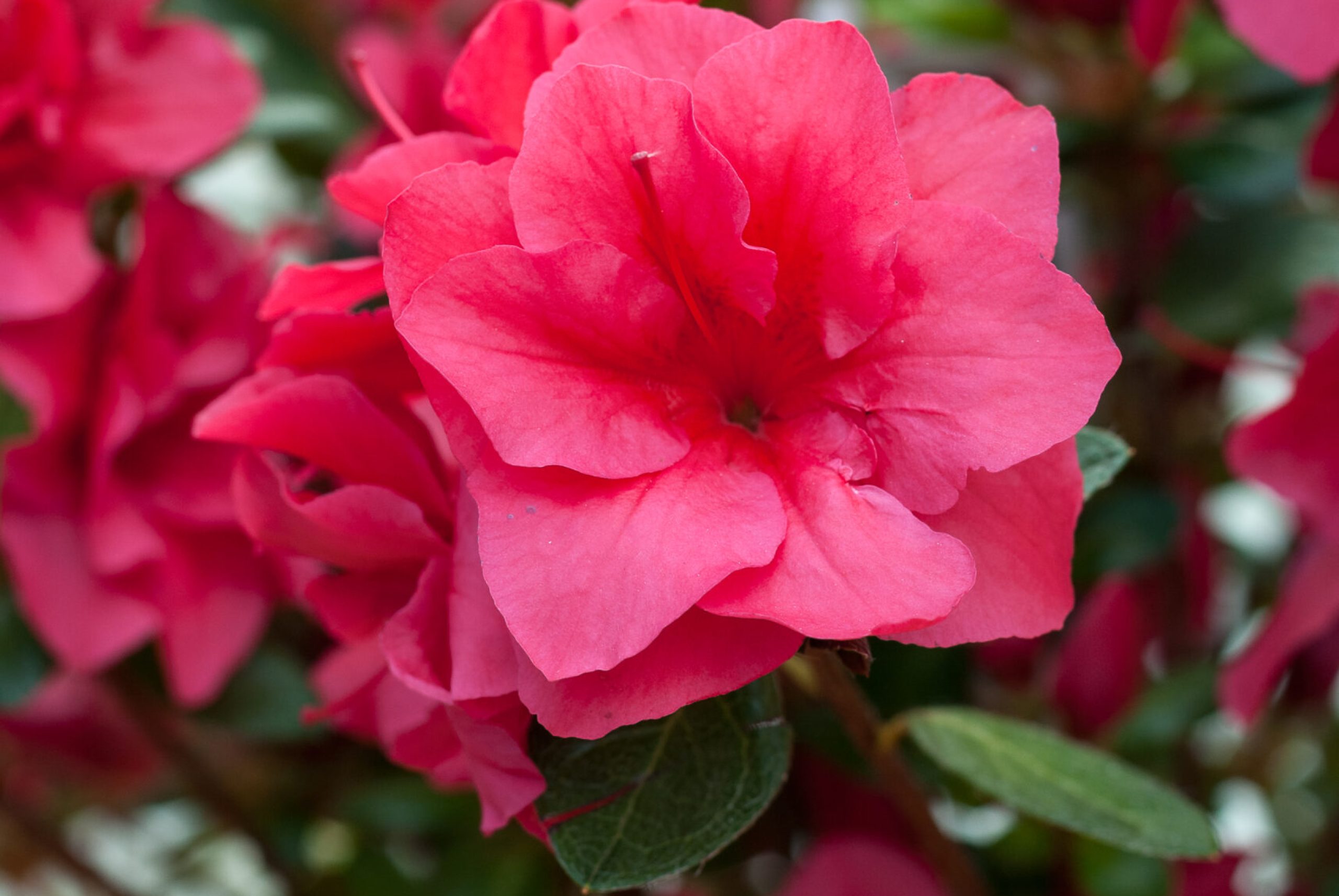 Azalea Japonica - Florida